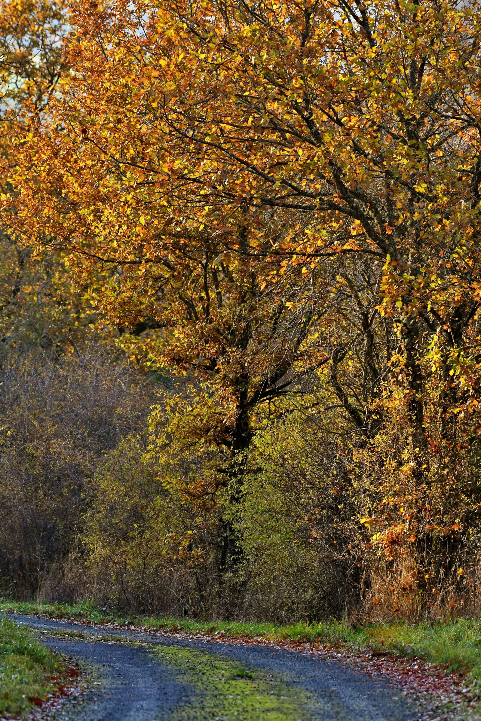 Nikon D500 sample photo. Forest path, fall colors photography