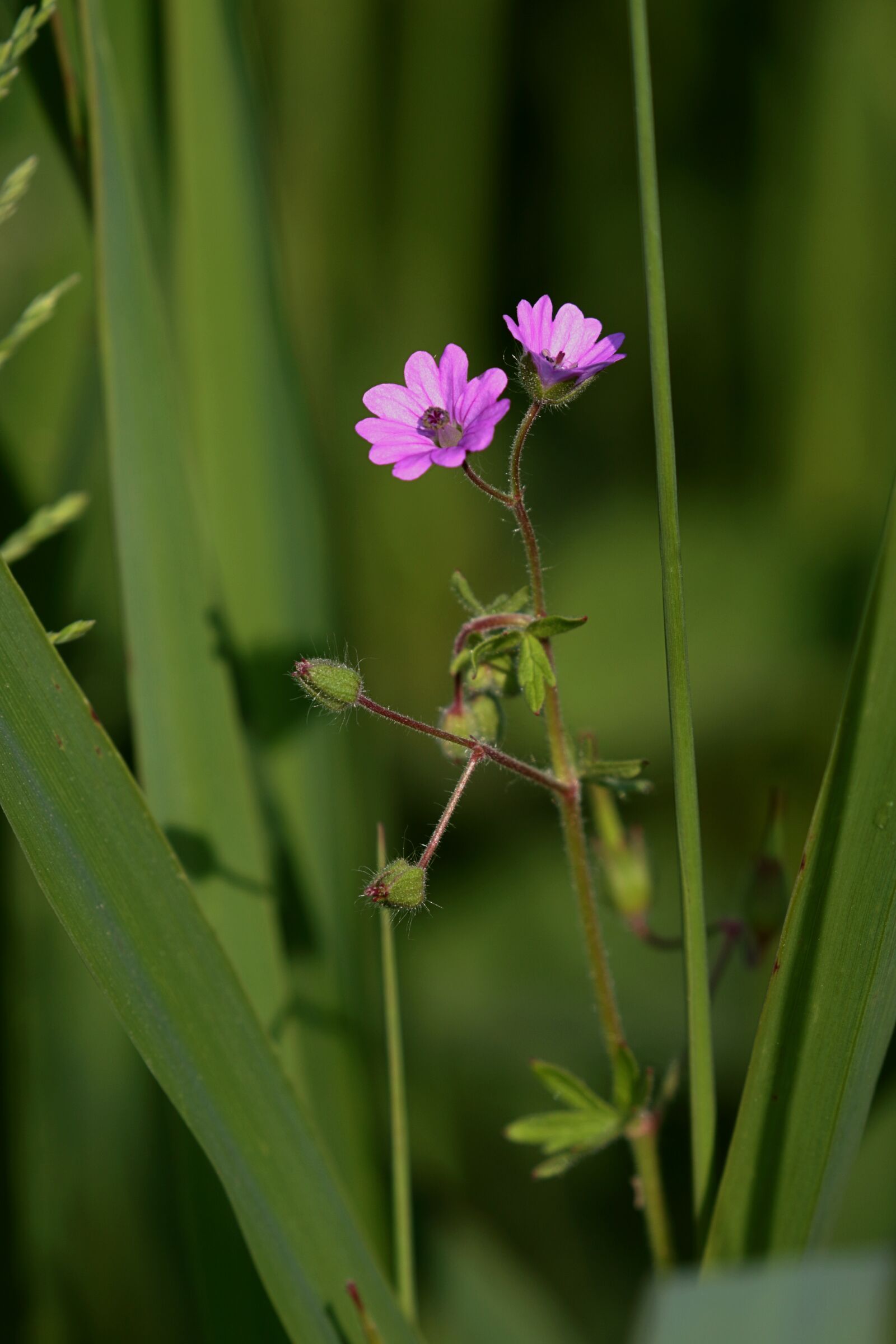 Canon EOS 7D Mark II sample photo. Nature, flowers, spring photography