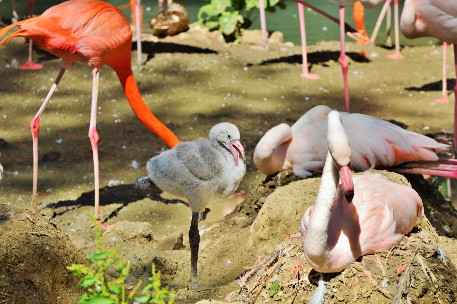 Nikon D3200 sample photo. Flamingo, chicks, young flamingo photography