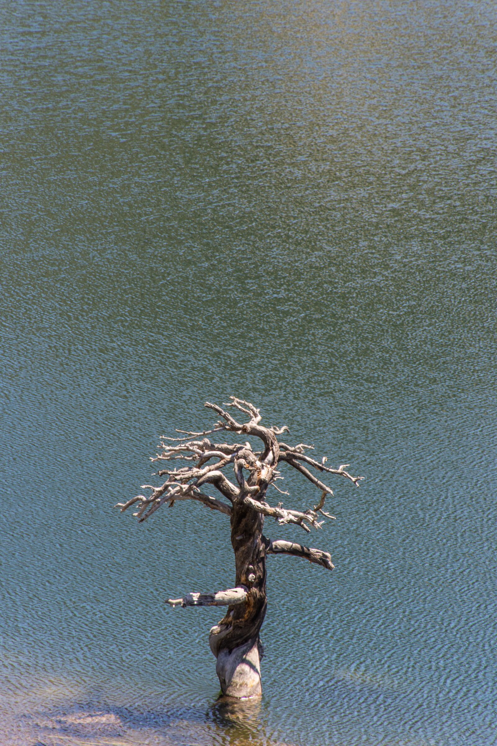 Nikon D7200 sample photo. Tree, nature, landscape photography