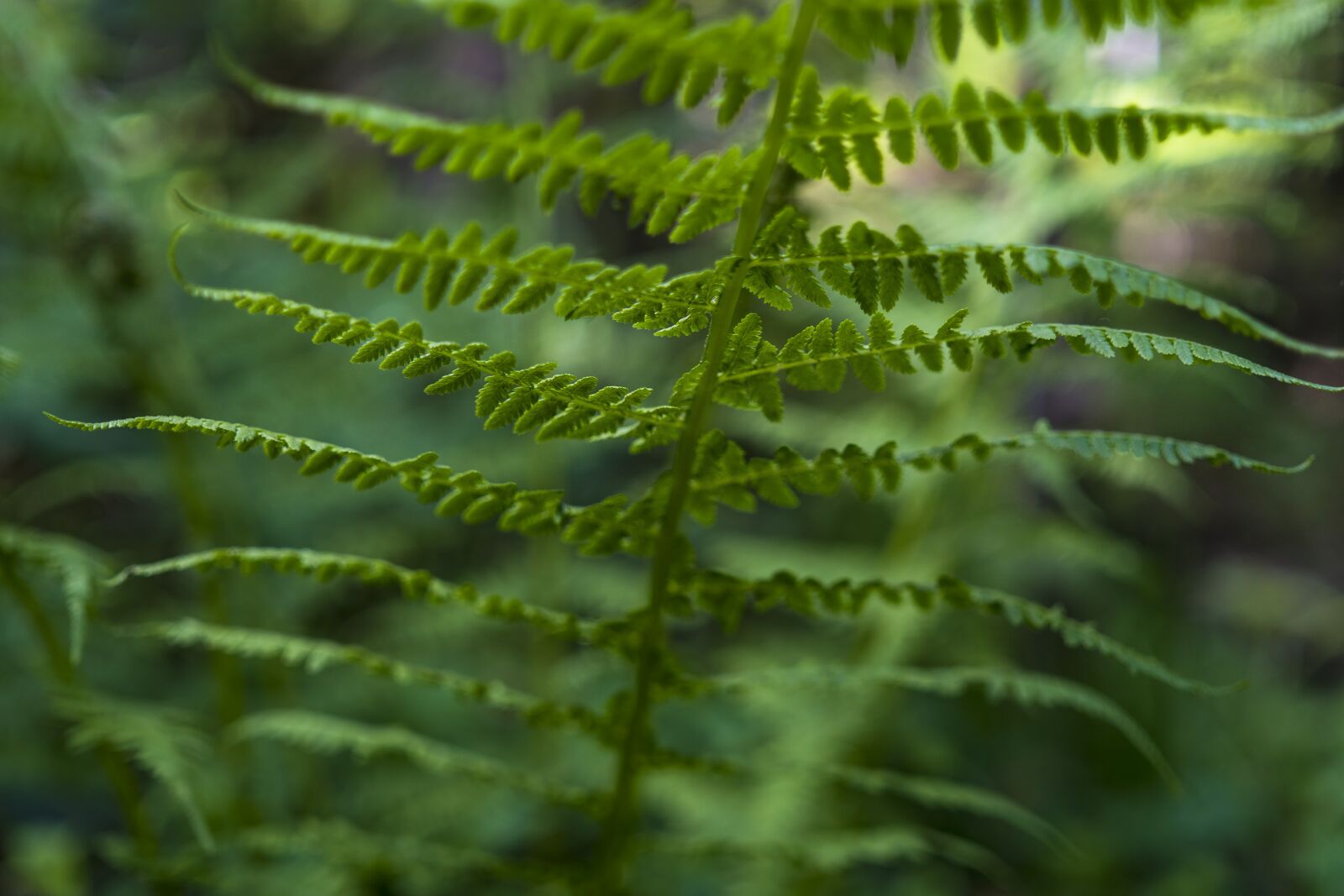 Sony a6300 + Sigma 30mm F2.8 EX DN sample photo. Fern, ferns, green photography