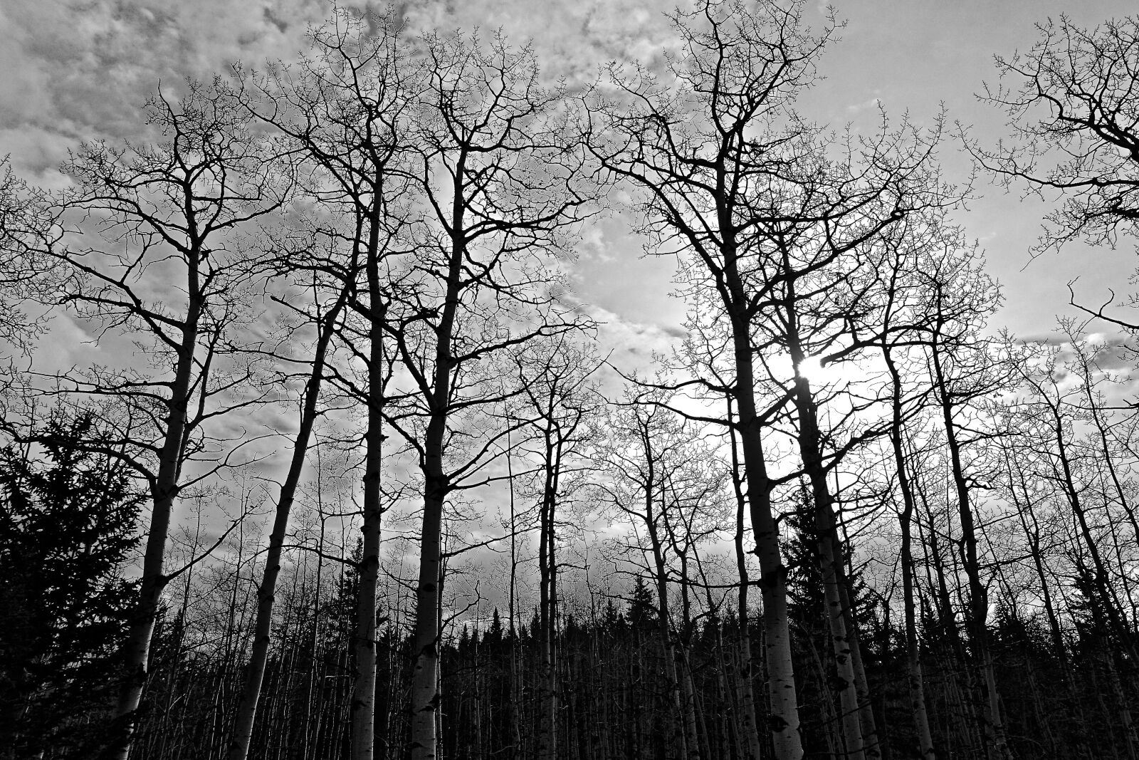 Sony Cyber-shot DSC-RX100 III sample photo. Trees, forest, sunlight photography