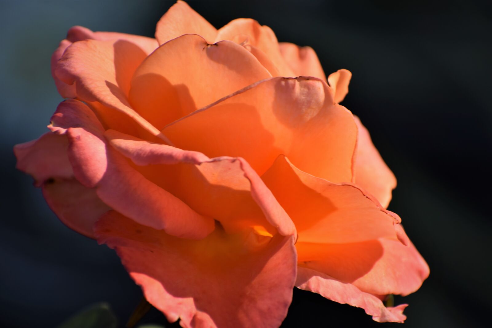 Nikon D3300 sample photo. Orange rose, blooming, flower photography