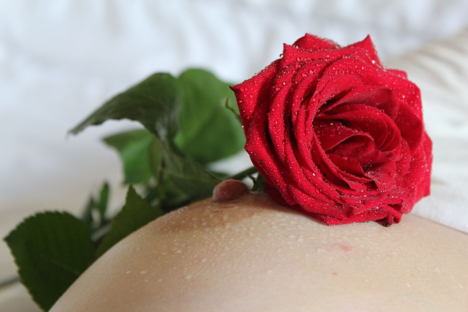 Canon EOS 600D (Rebel EOS T3i / EOS Kiss X5) sample photo. Nipple, breast, rose photography