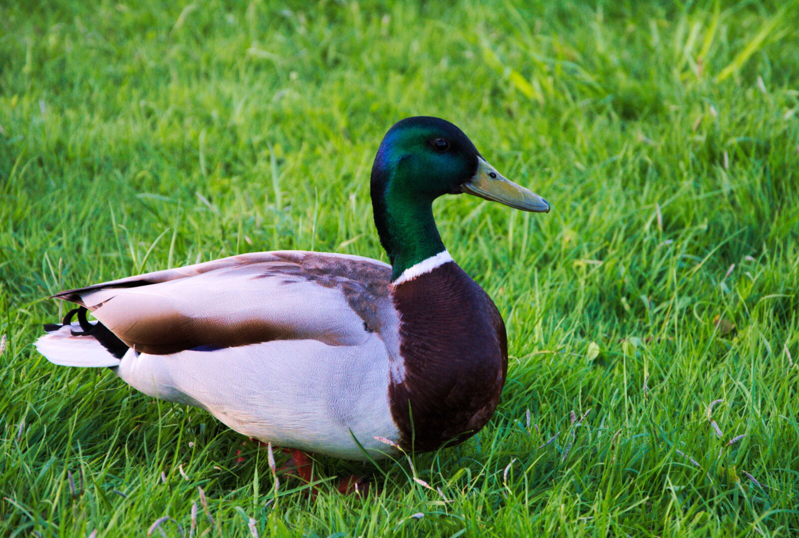 Nikon D3200 sample photo