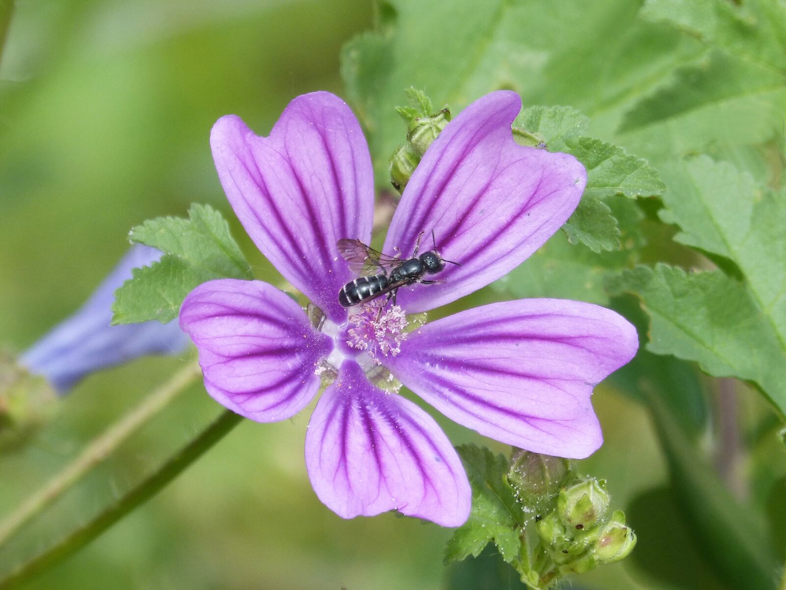 Panasonic DMC-FZ62 sample photo. Mallow, flower, bee photography