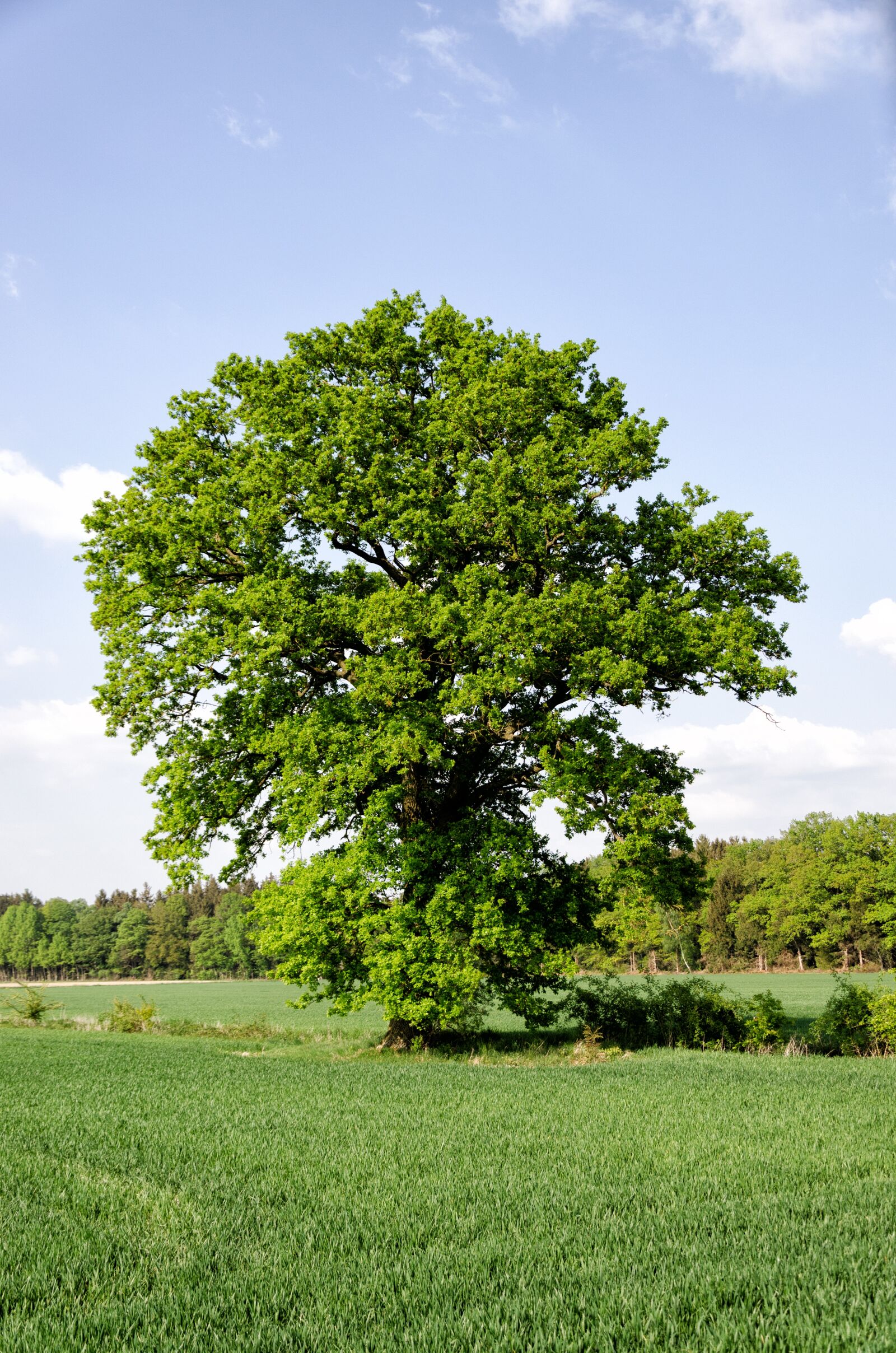 Nikon D5100 sample photo. Tree, meadow, field photography