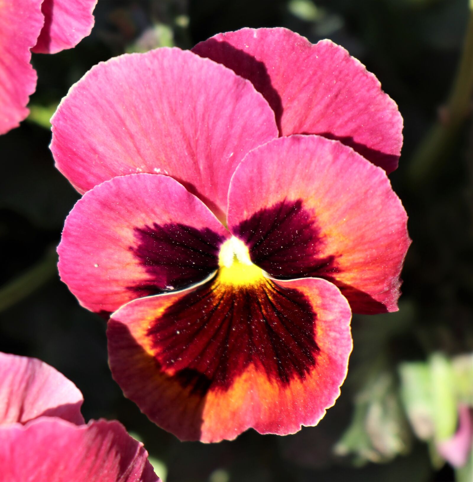 Canon EOS M6 sample photo. April, flowers, pansy photography