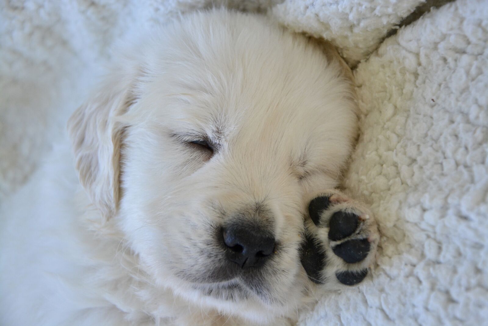 Nikon D5200 sample photo. Golden retriever puppy, puppy photography