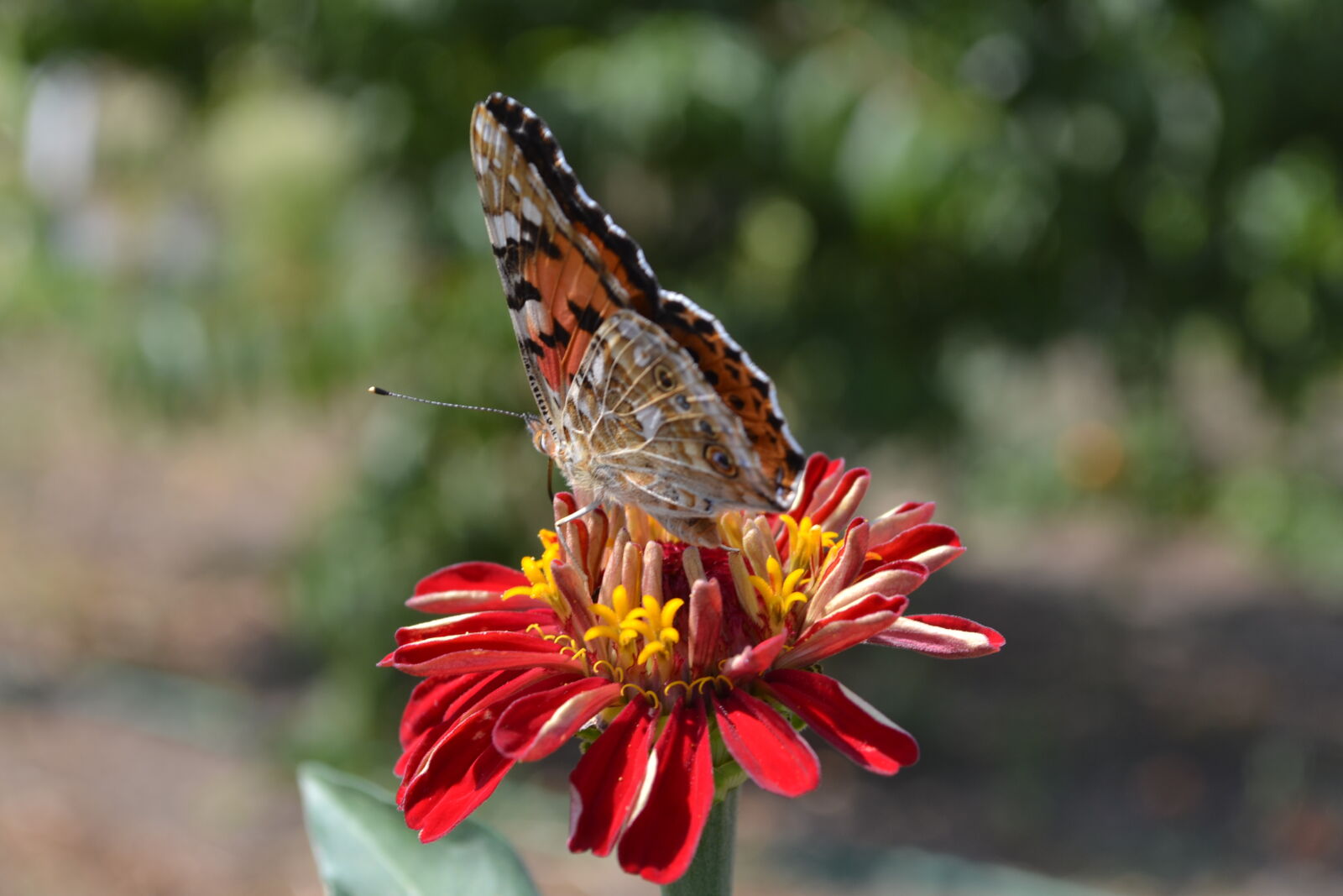 Nikon D3100 sample photo
