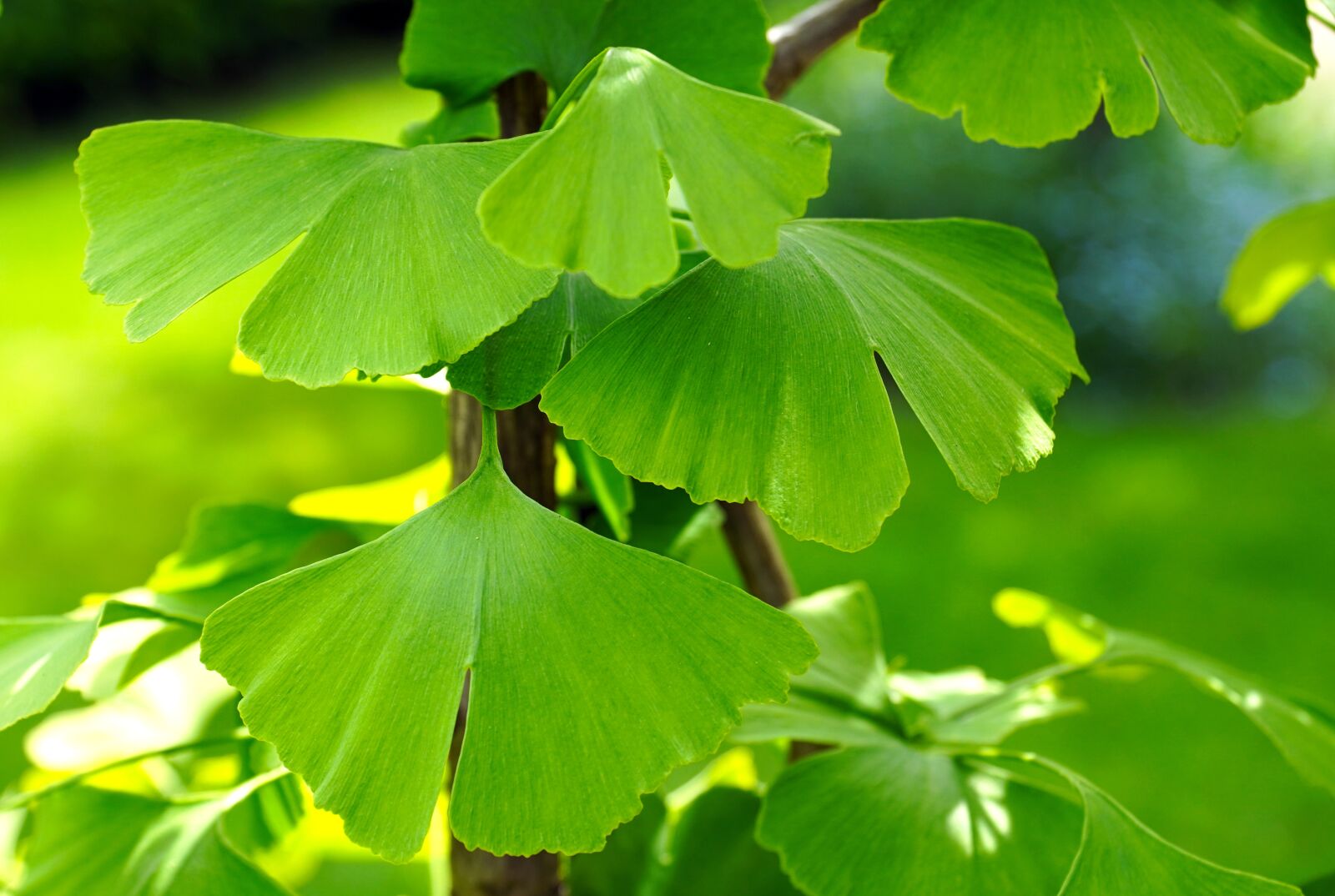 Sony a6400 sample photo. Ginkgo, leaves, green photography