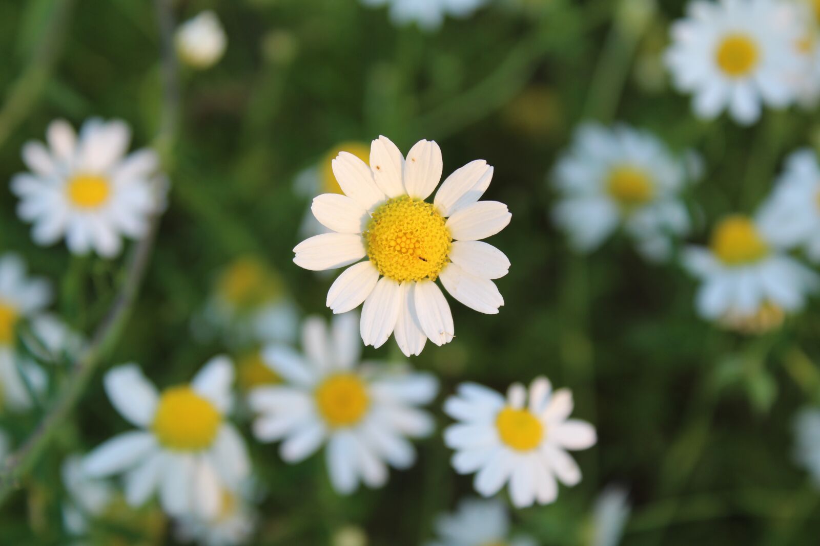 Canon EOS 1300D (EOS Rebel T6 / EOS Kiss X80) sample photo. Flower, chamomile, plant photography