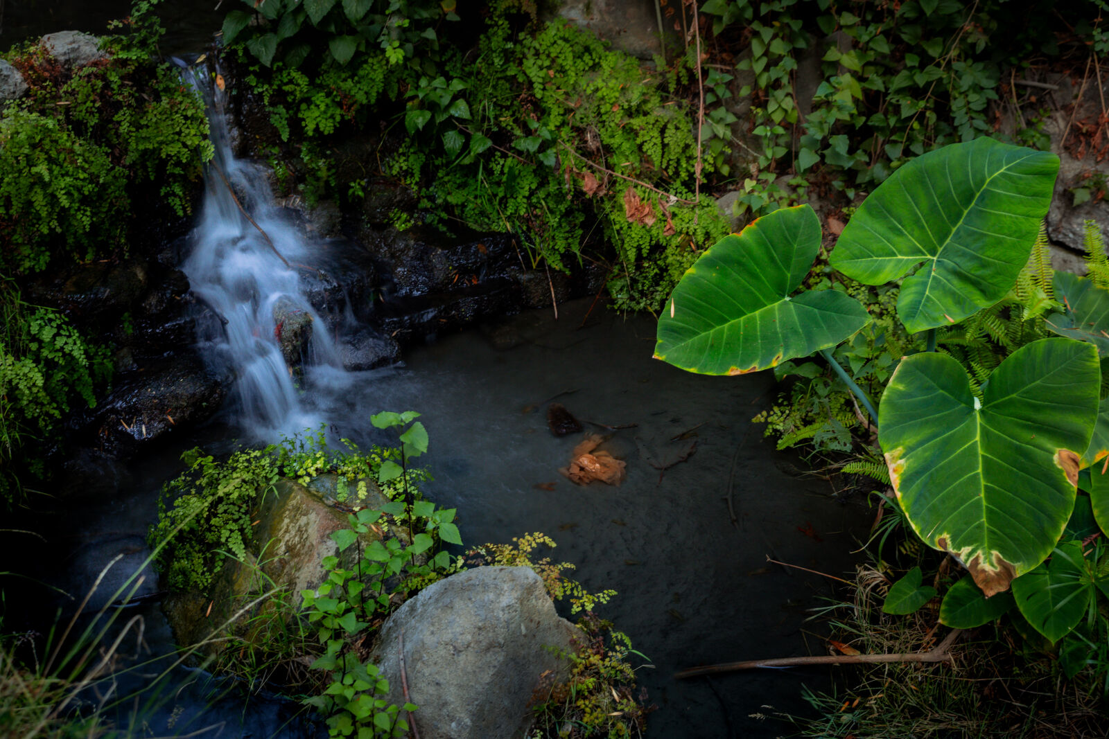 Canon EOS RP sample photo. Fern dell - los photography
