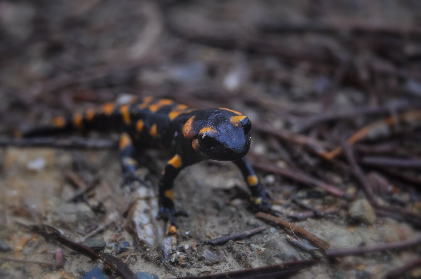 Nikon D90 sample photo. Fire salamander, salamander, amphibian photography