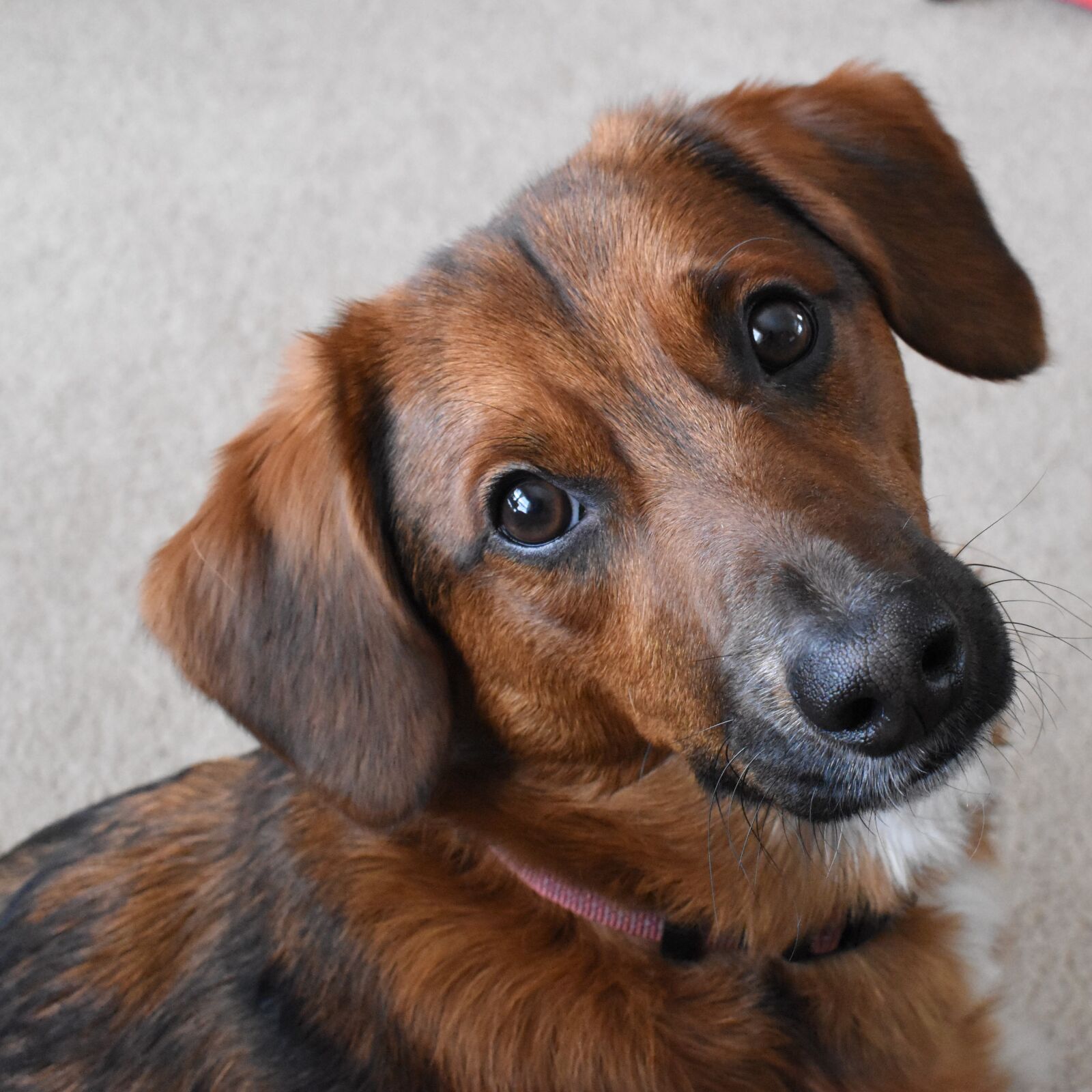 Nikon D5500 sample photo. Dog, brown, cute photography