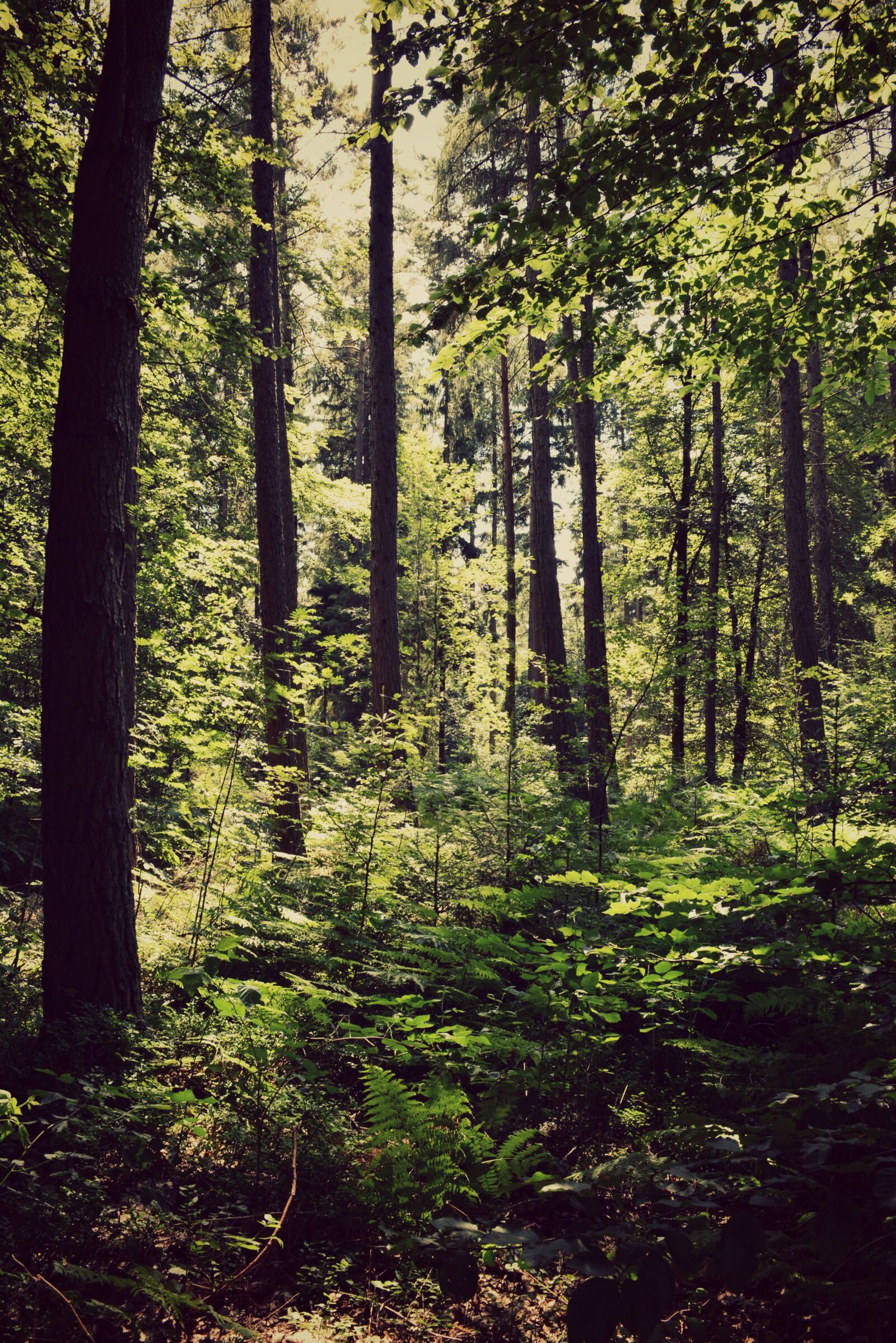 Nikon D5200 sample photo. Forest, nature, sun photography