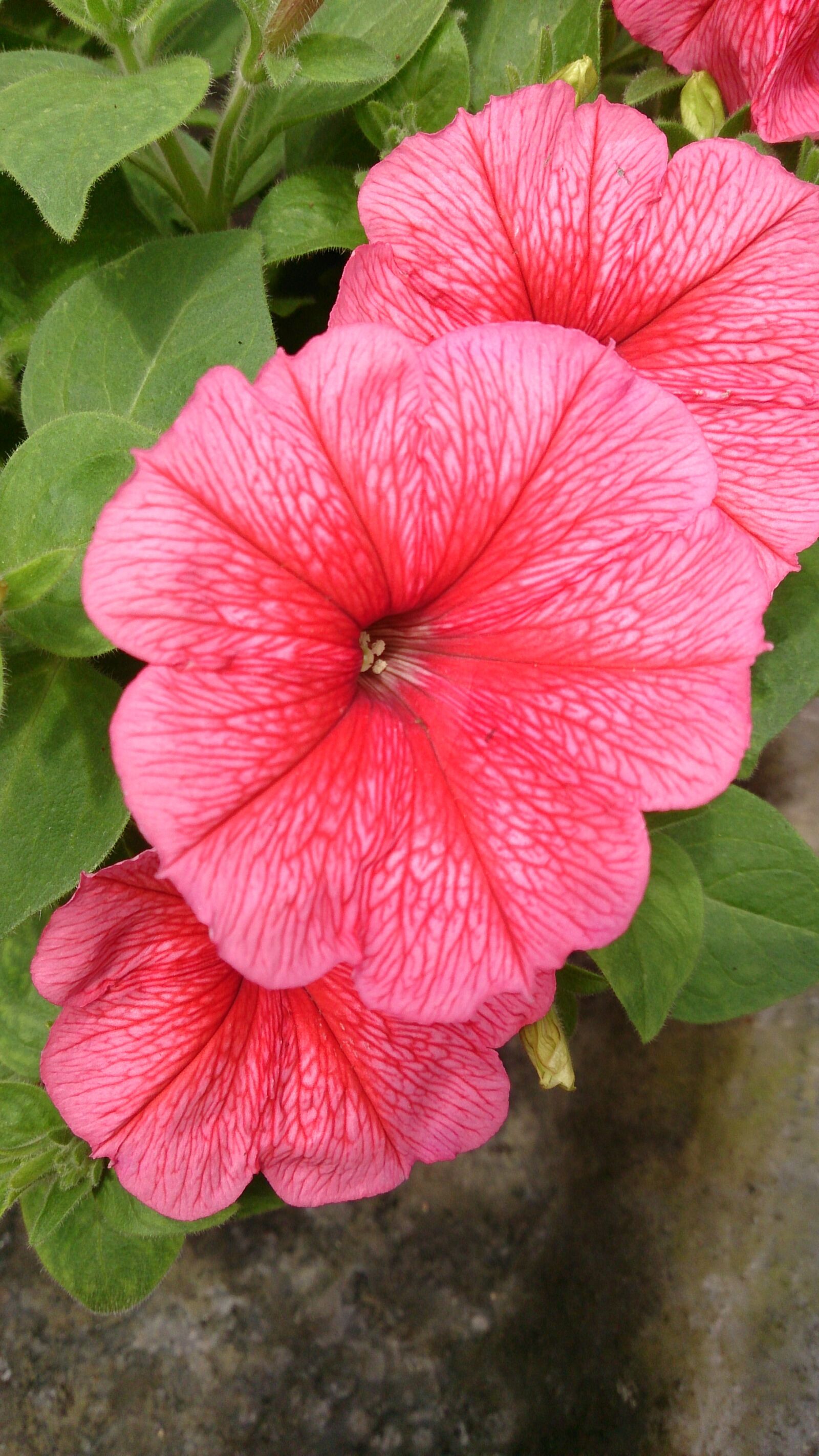 Sony Xperia ZR sample photo. Plant, flower, pink photography