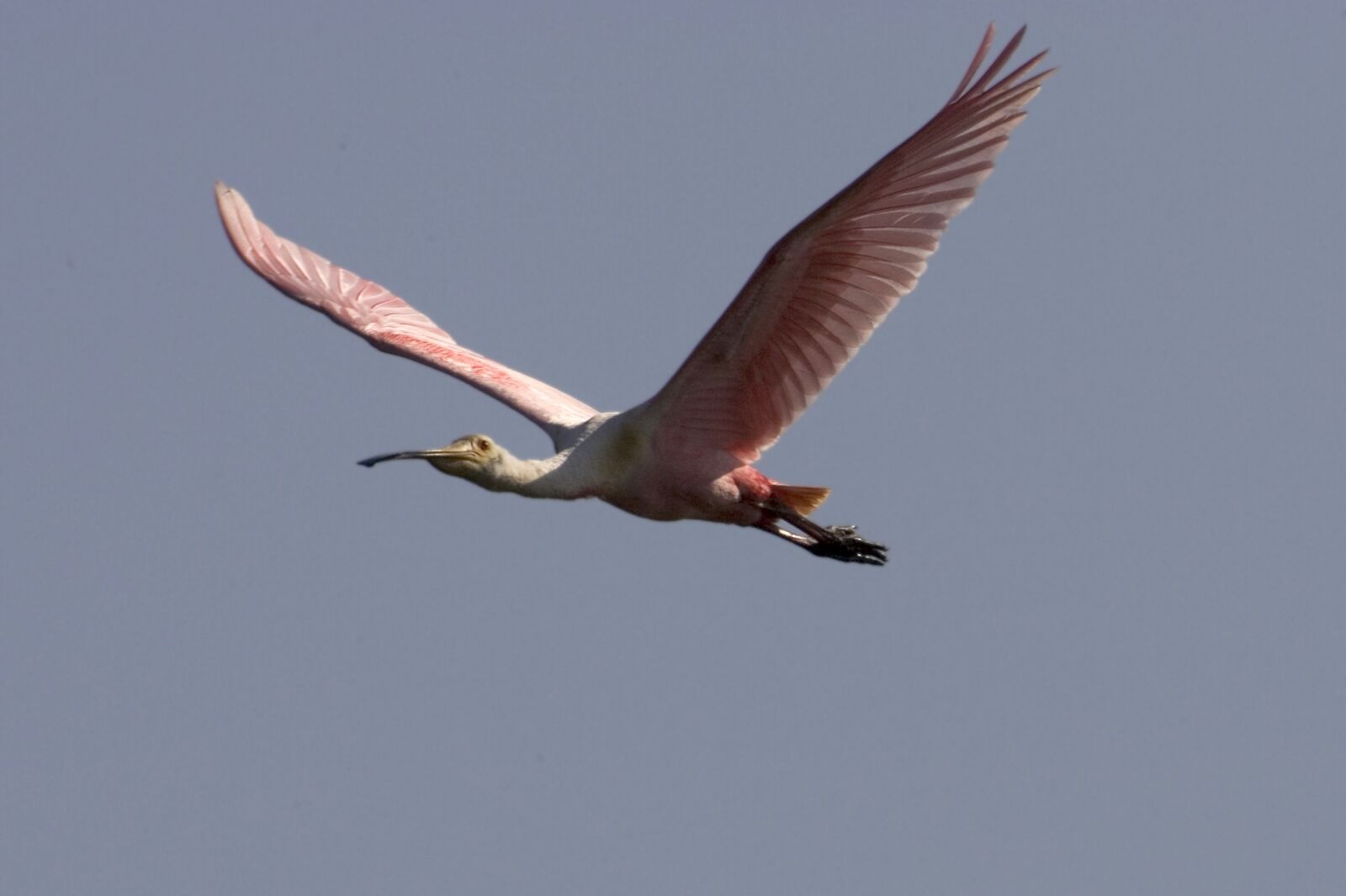 Canon EOS-1D Mark II sample photo. Roseate spoonbill, flying, wildlife photography