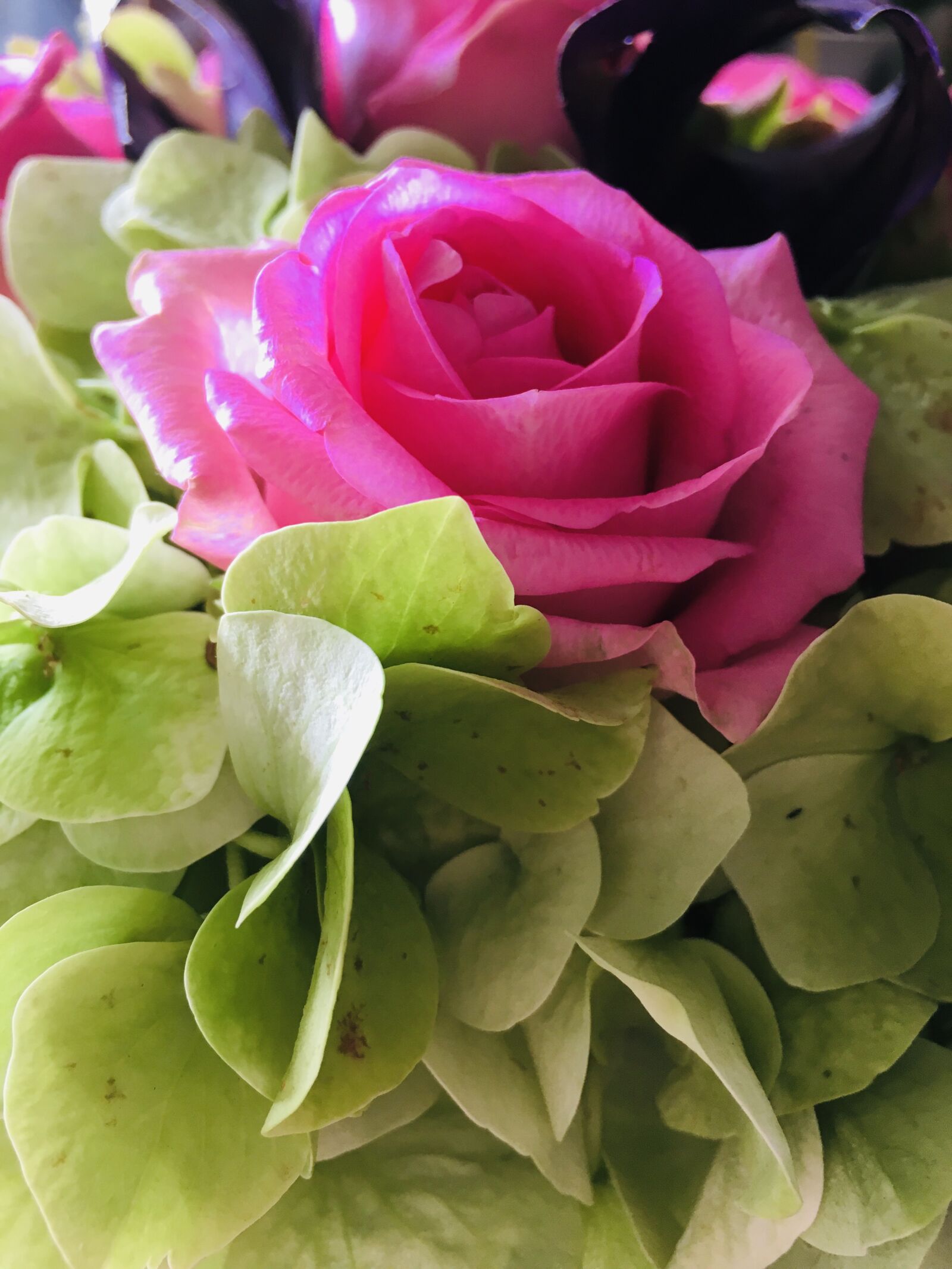 iPhone 6s back camera 4.15mm f/2.2 sample photo. Rose, fleurs, floral photography