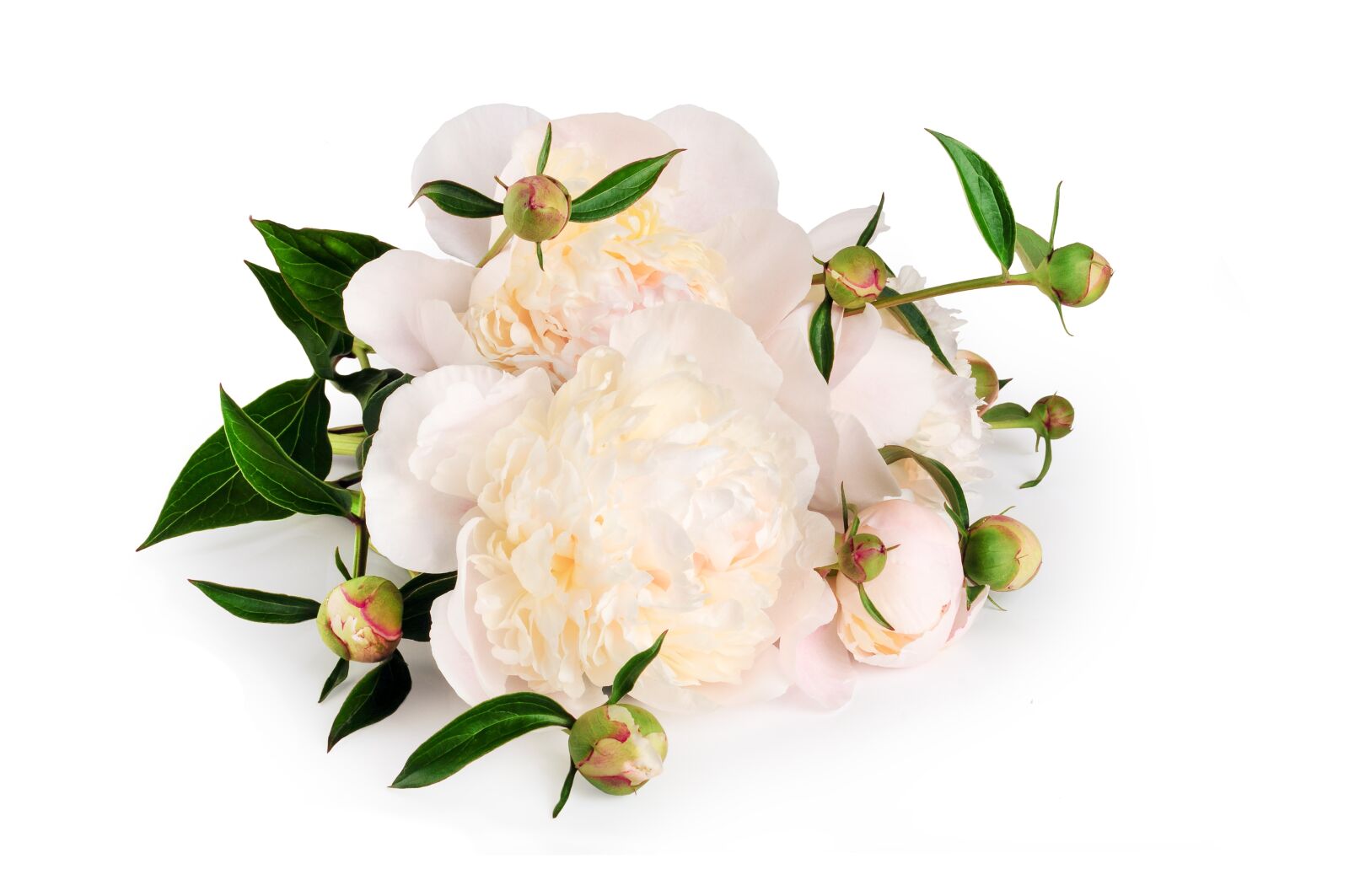 Nikon D5000 sample photo. Peony, flower, bouquet photography
