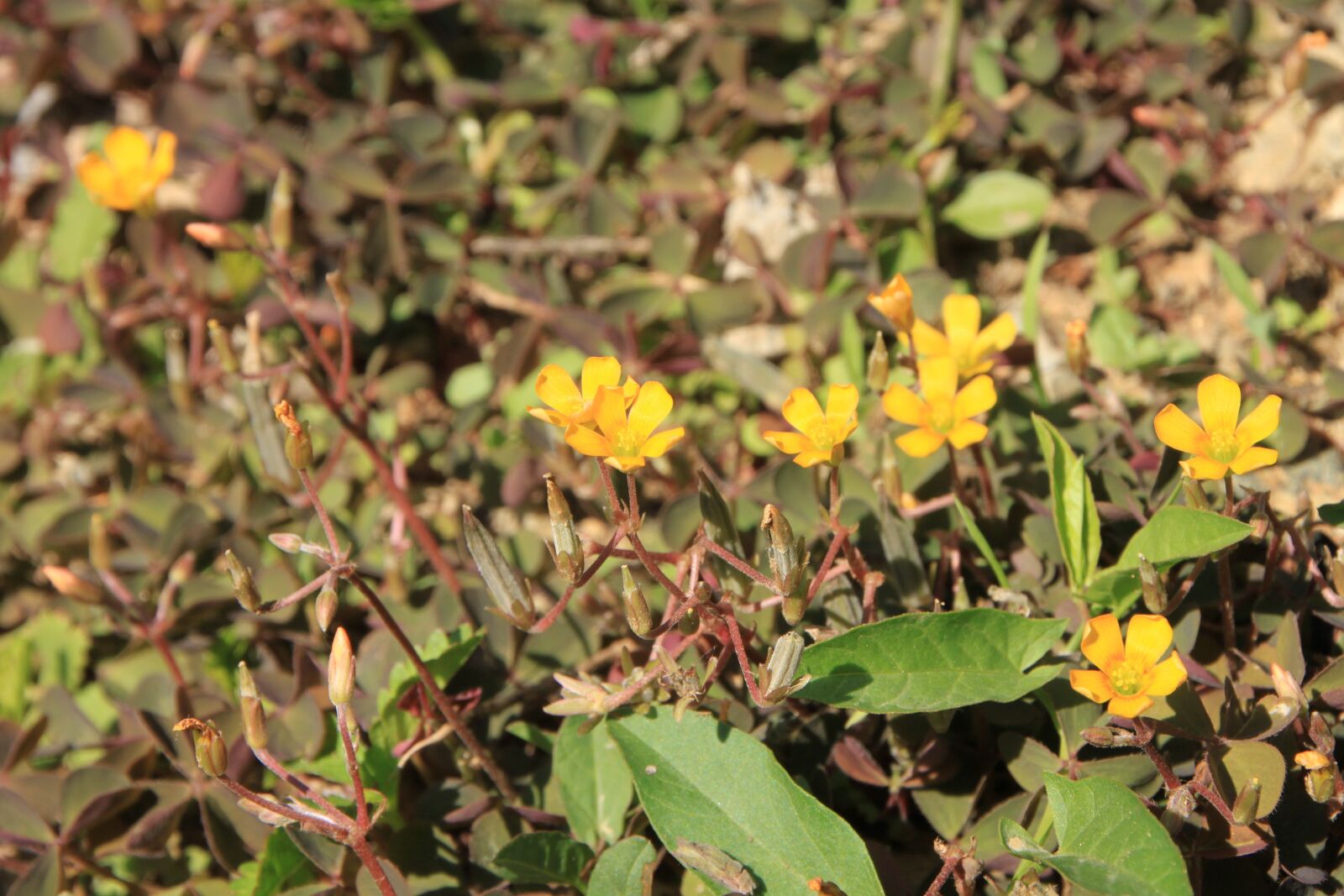 Canon EOS 500D (EOS Rebel T1i / EOS Kiss X3) sample photo. Clover, flowers, oxalis photography