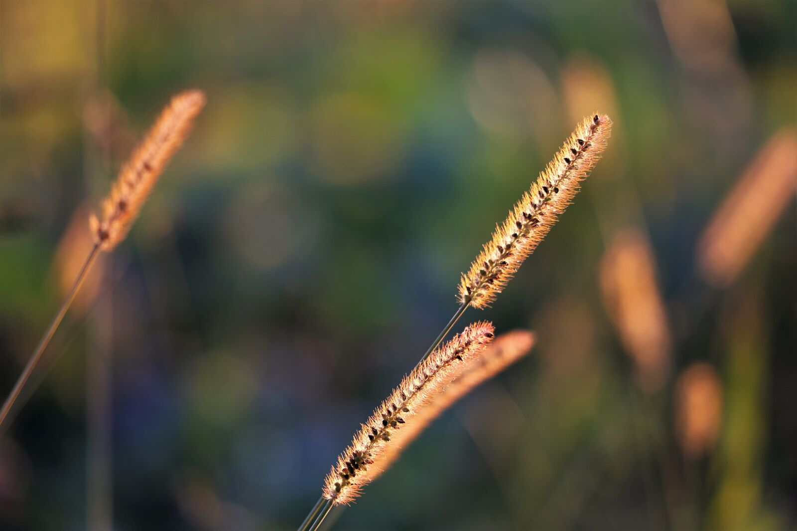 Canon EOS 6D + Canon EF 70-300 F4-5.6 IS II USM sample photo. Grass, meadow, autumn photography