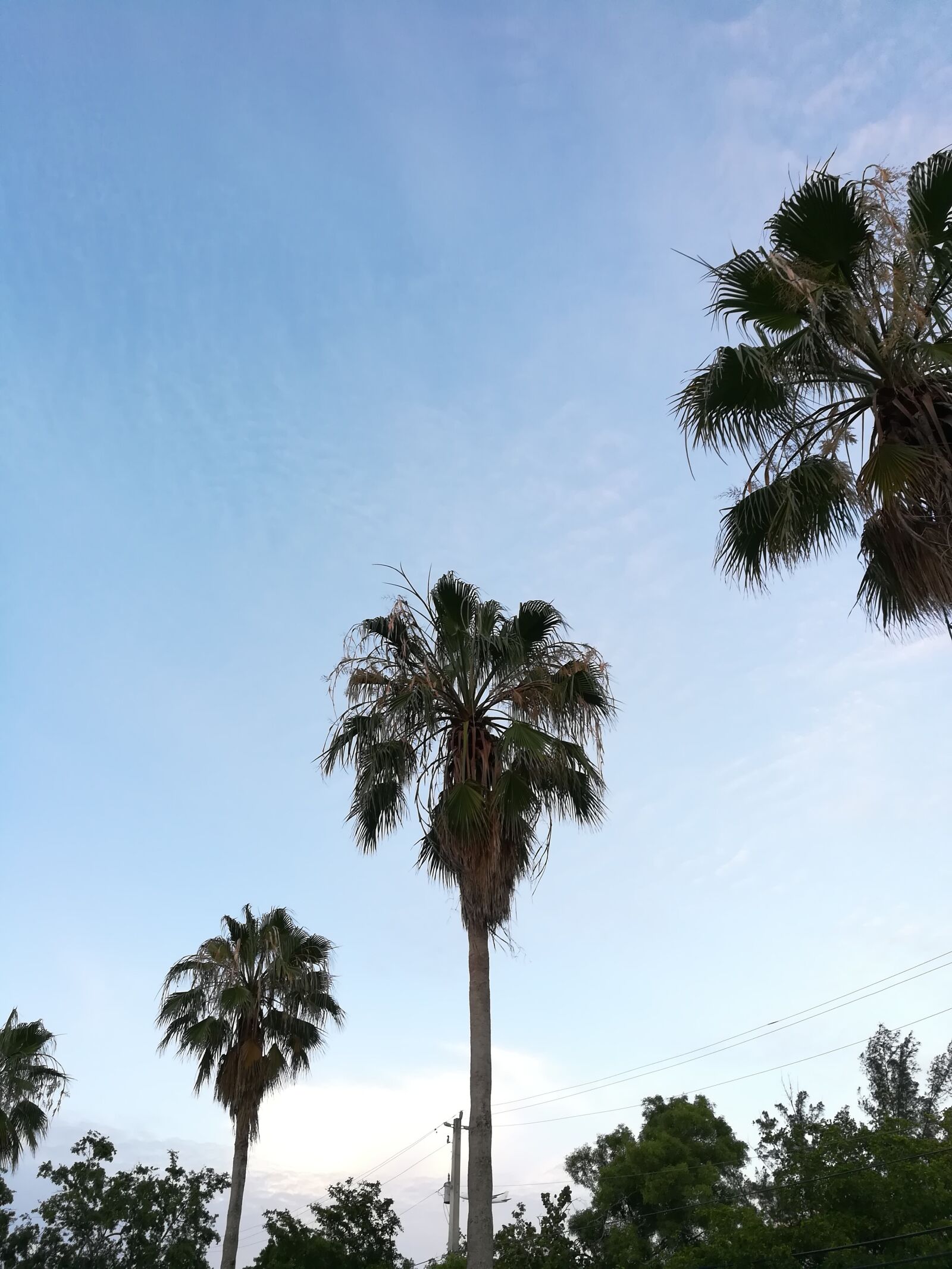 HUAWEI honor 6x sample photo. Palm, palms, sky photography
