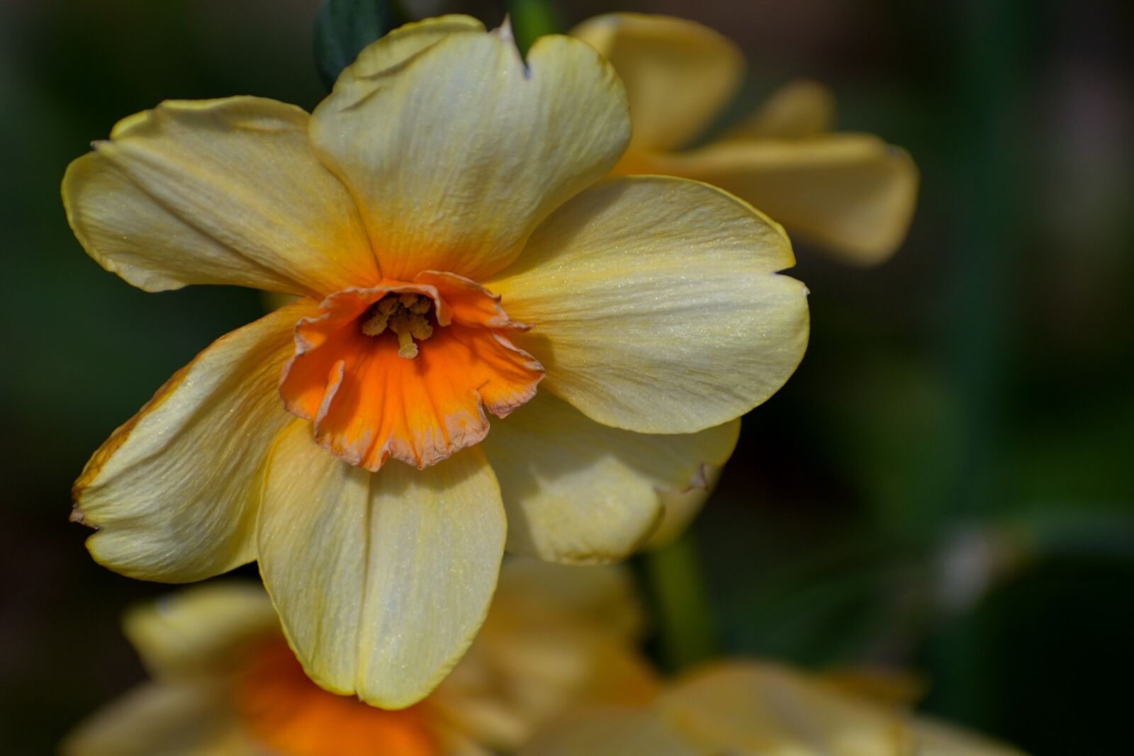 Nikon D3400 sample photo. Spring, yellow, daffodil photography