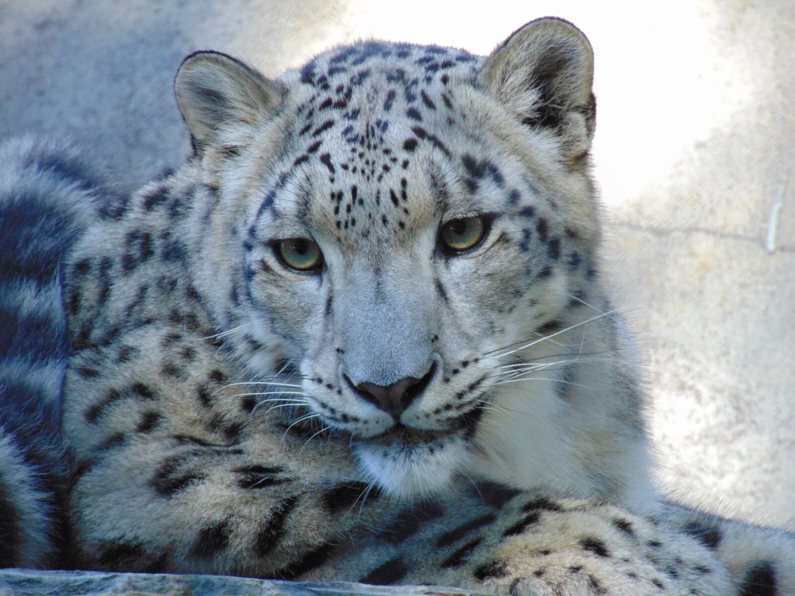 Sony Cyber-shot DSC-H300 sample photo. Leopard, animals, fauna photography