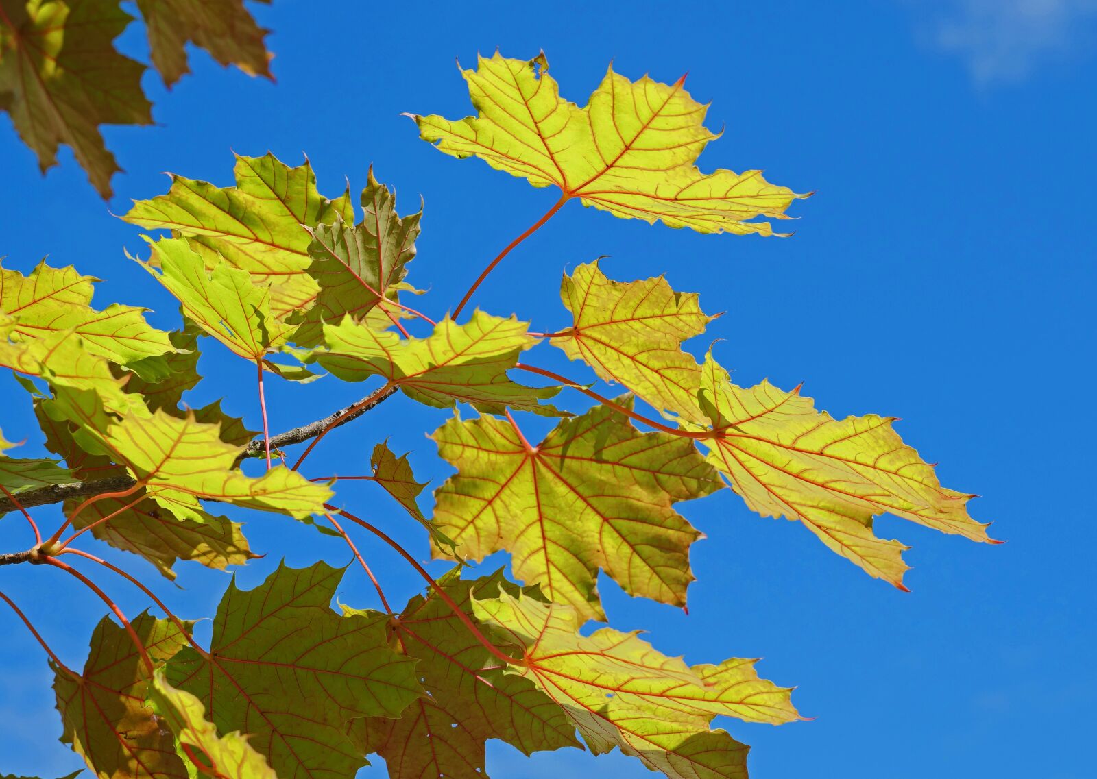 Panasonic Lumix DC-G9 sample photo. Maple leaves, fr hherbst photography