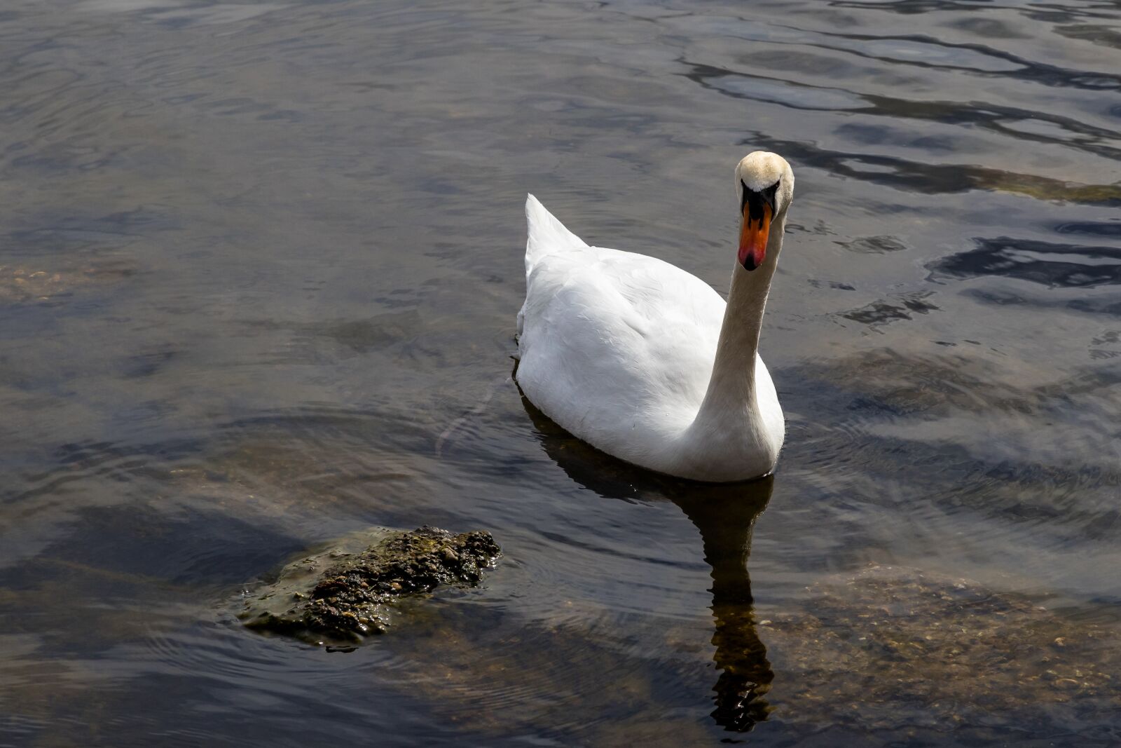 Canon EOS 80D sample photo. Waters, bird, lake photography