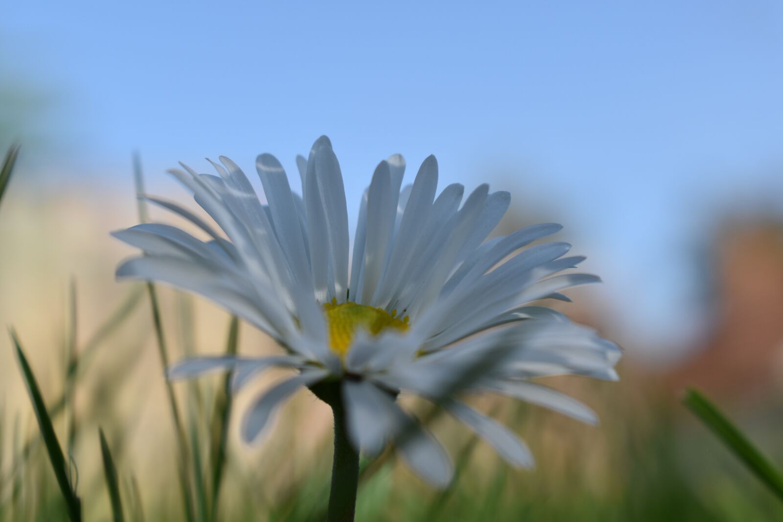 Nikon D5600 sample photo. Flower, white, yellow photography