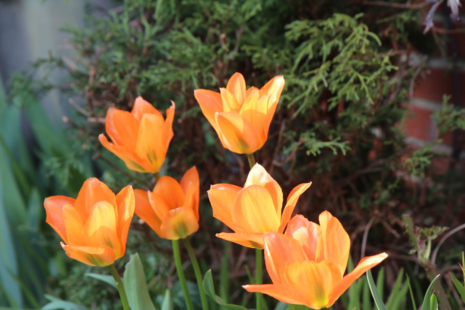 Canon EOS 600D (Rebel EOS T3i / EOS Kiss X5) sample photo. Tulips, tulip orange, flowers photography