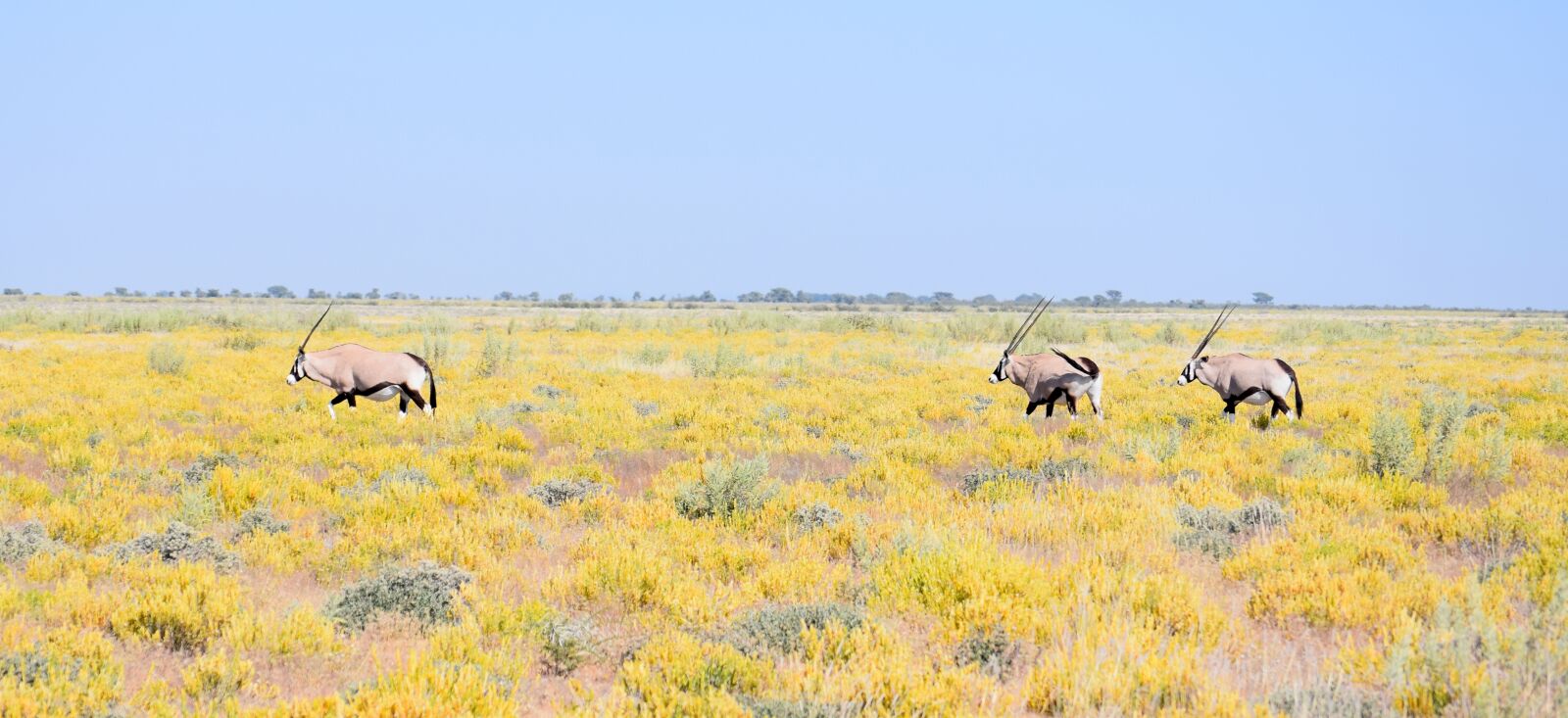 Nikon D5300 sample photo. Gemsbok, oryx, wildlife photography