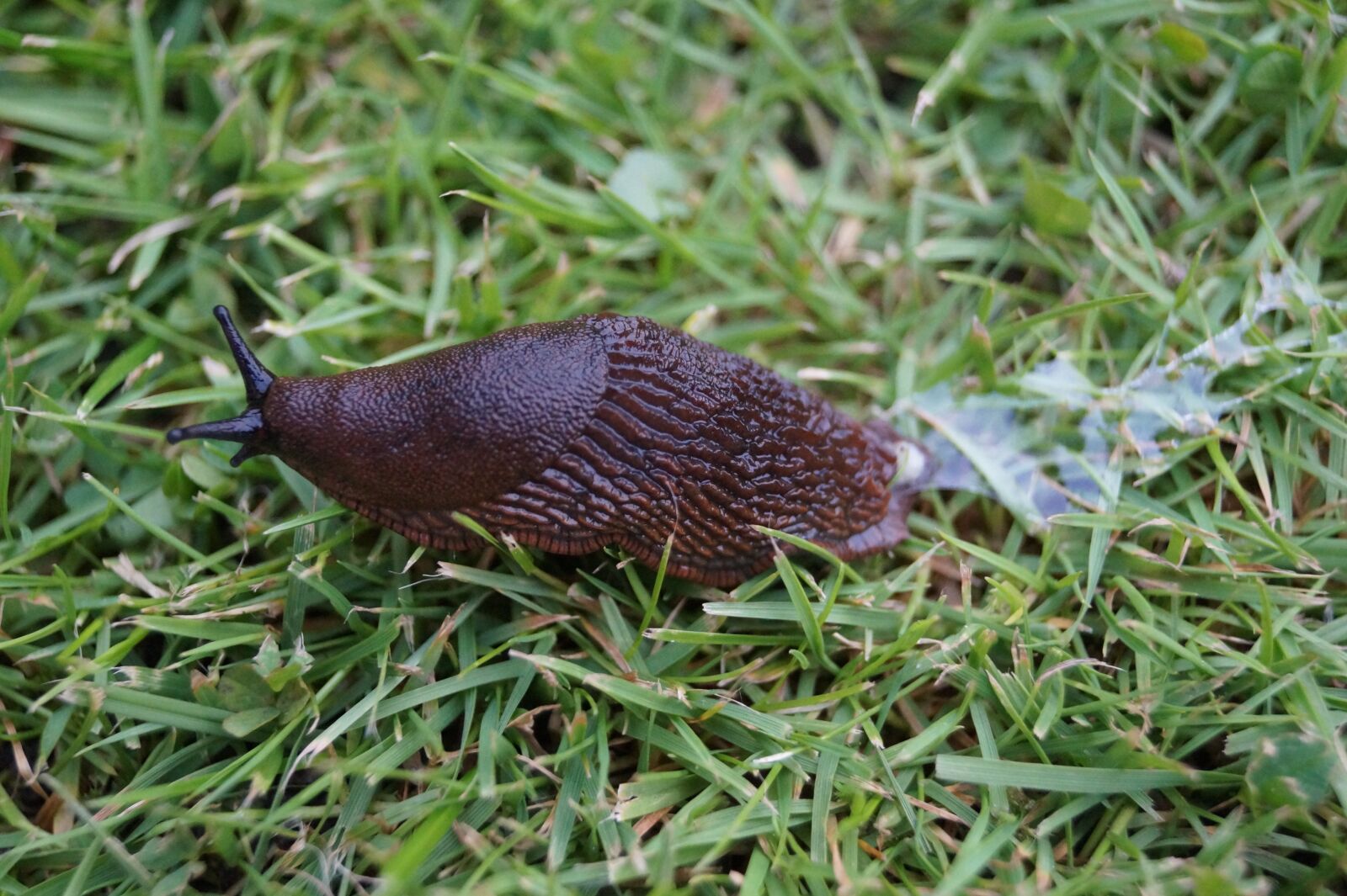 Sony DT 18-55mm F3.5-5.6 SAM II sample photo. Slug, land snail, insect photography