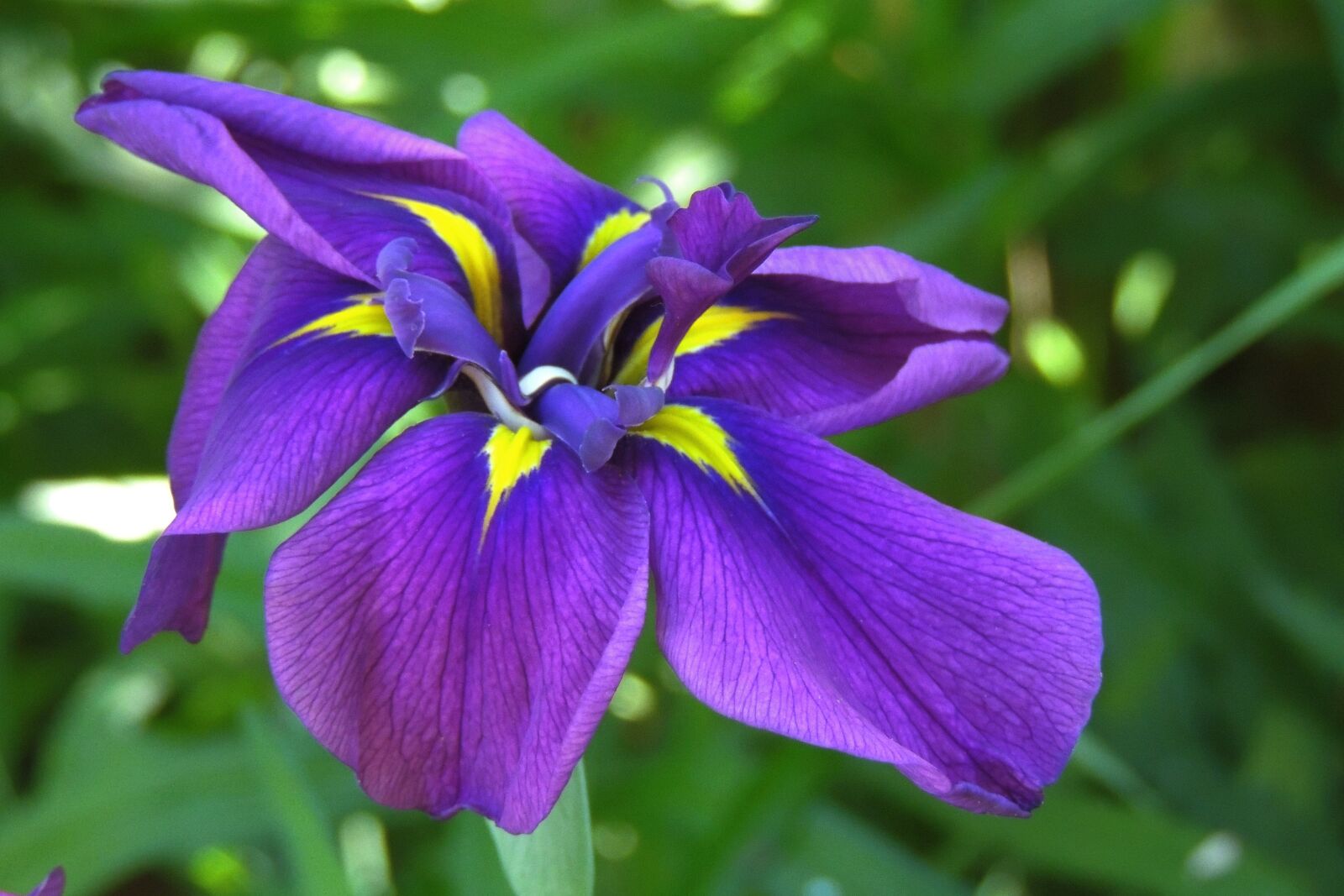 Nikon Coolpix P510 sample photo. Iris, botanical, purple photography
