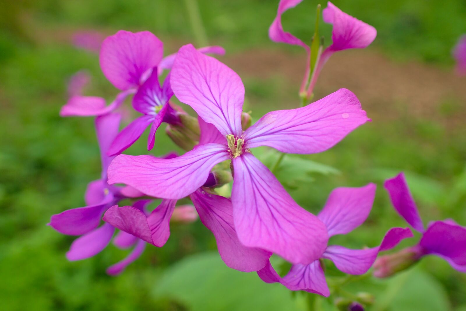 Olympus TG-4 sample photo. Flower, beautiful, bloom photography