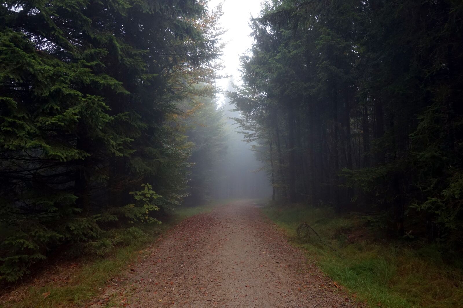 Sony Alpha a5000 (ILCE 5000) sample photo. Away, fog, forest photography