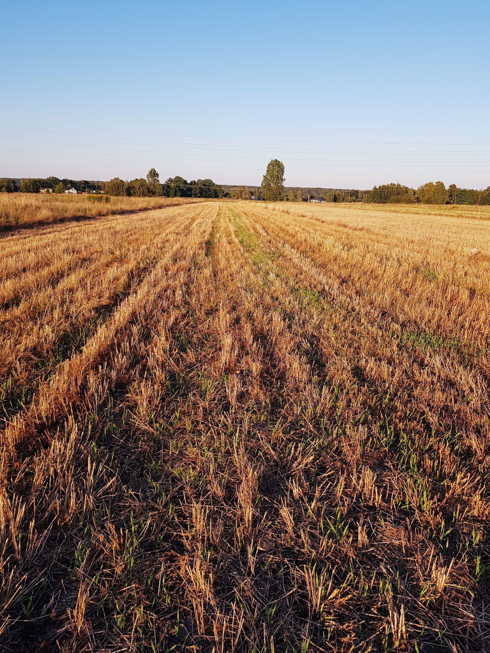 Samsung SM-N950F sample photo. Crop, field, autumn photography