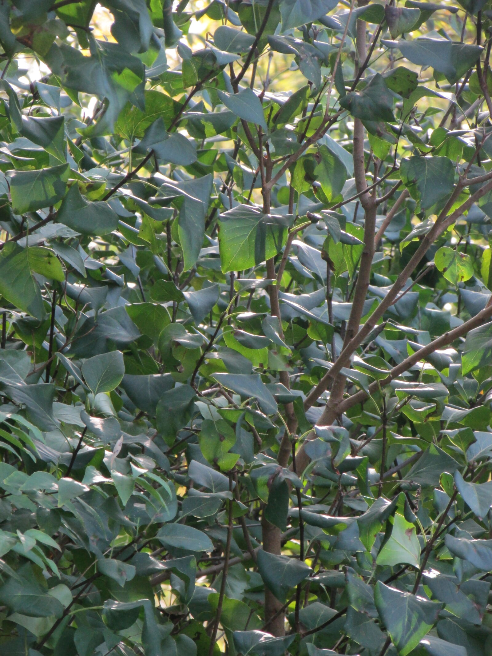 Canon PowerShot SX500 IS sample photo