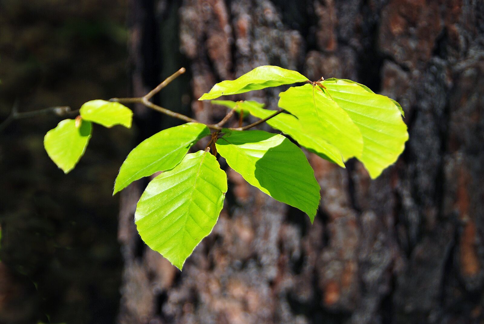 Nikon D80 sample photo. Foliage, forest, lighting photography