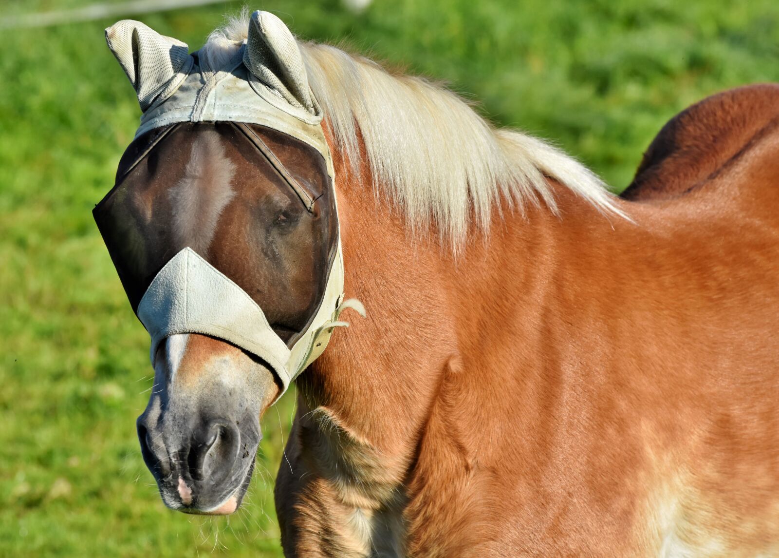 Nikon D7200 sample photo. Horse, flying hat, fly photography