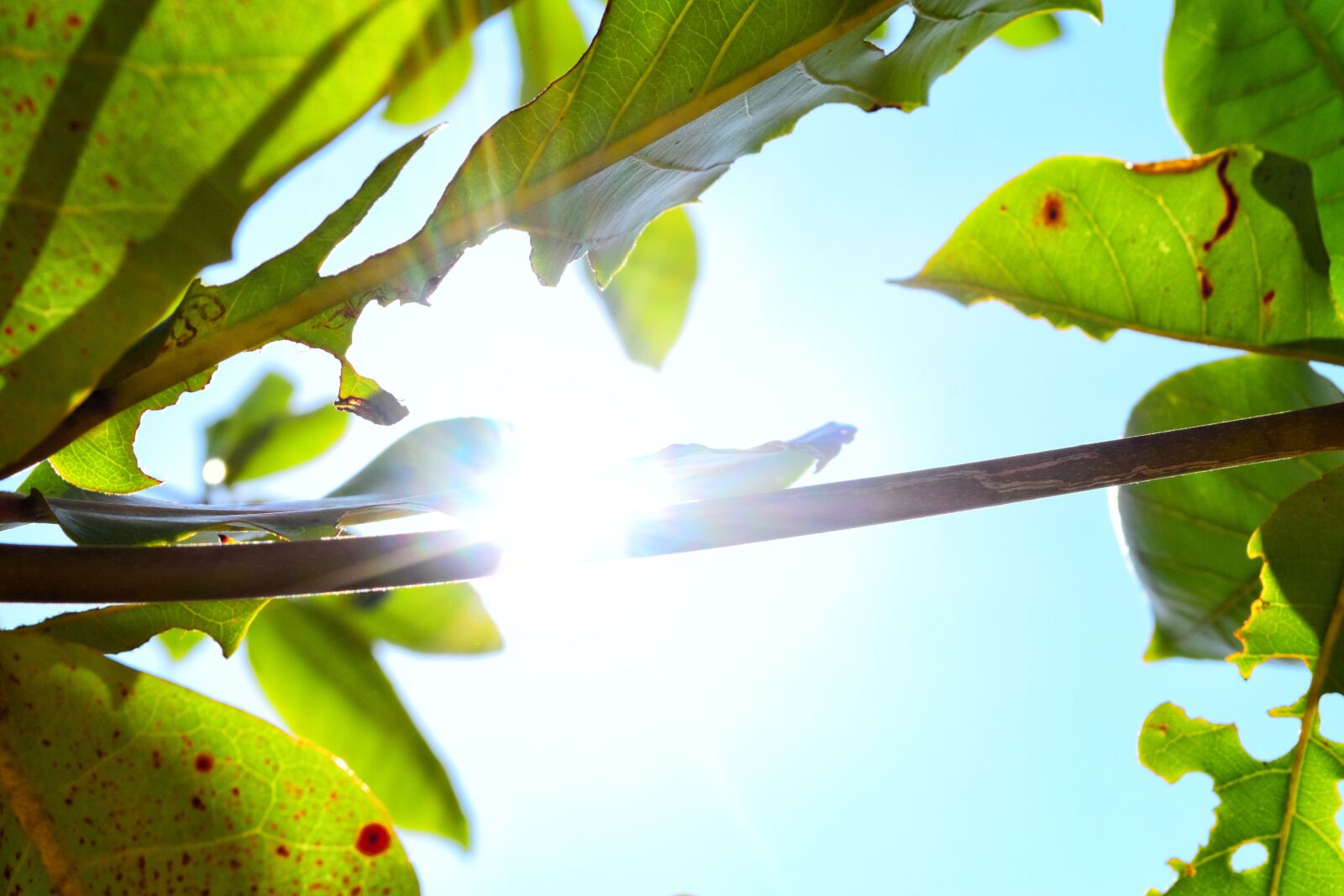 Nikon D5500 sample photo. Tree, sunlight, forest photography