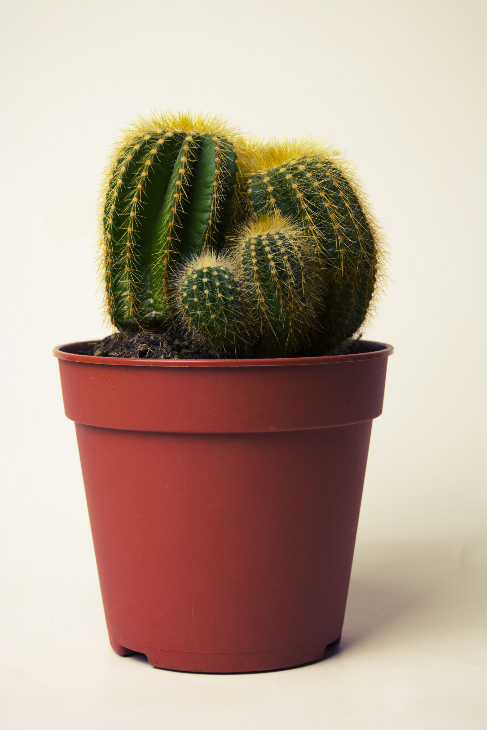 Nikon D5200 sample photo. Cactus, plant photography