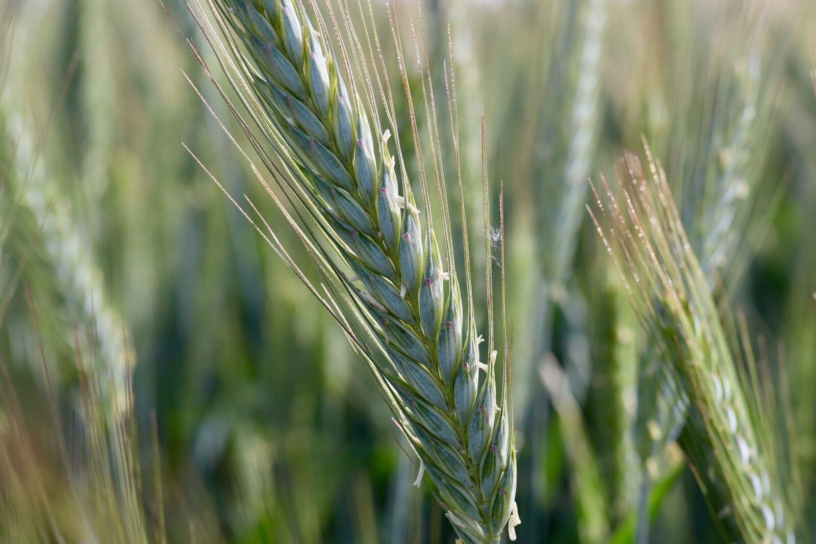 Canon EOS M50 (EOS Kiss M) sample photo. Grain, ear, wheat photography