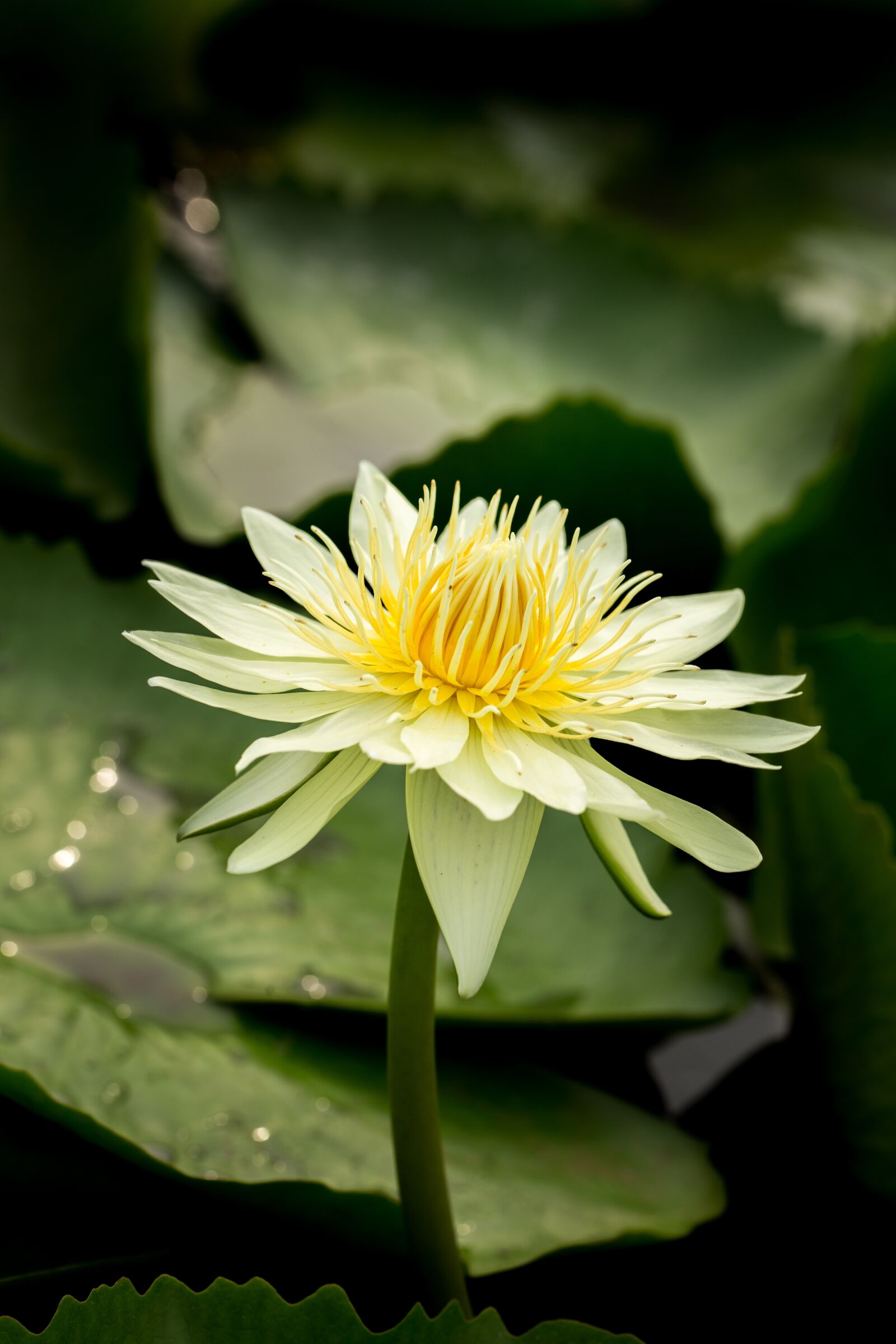 Canon EF 100mm F2.8L Macro IS USM sample photo. Water lily, nuphar lutea photography