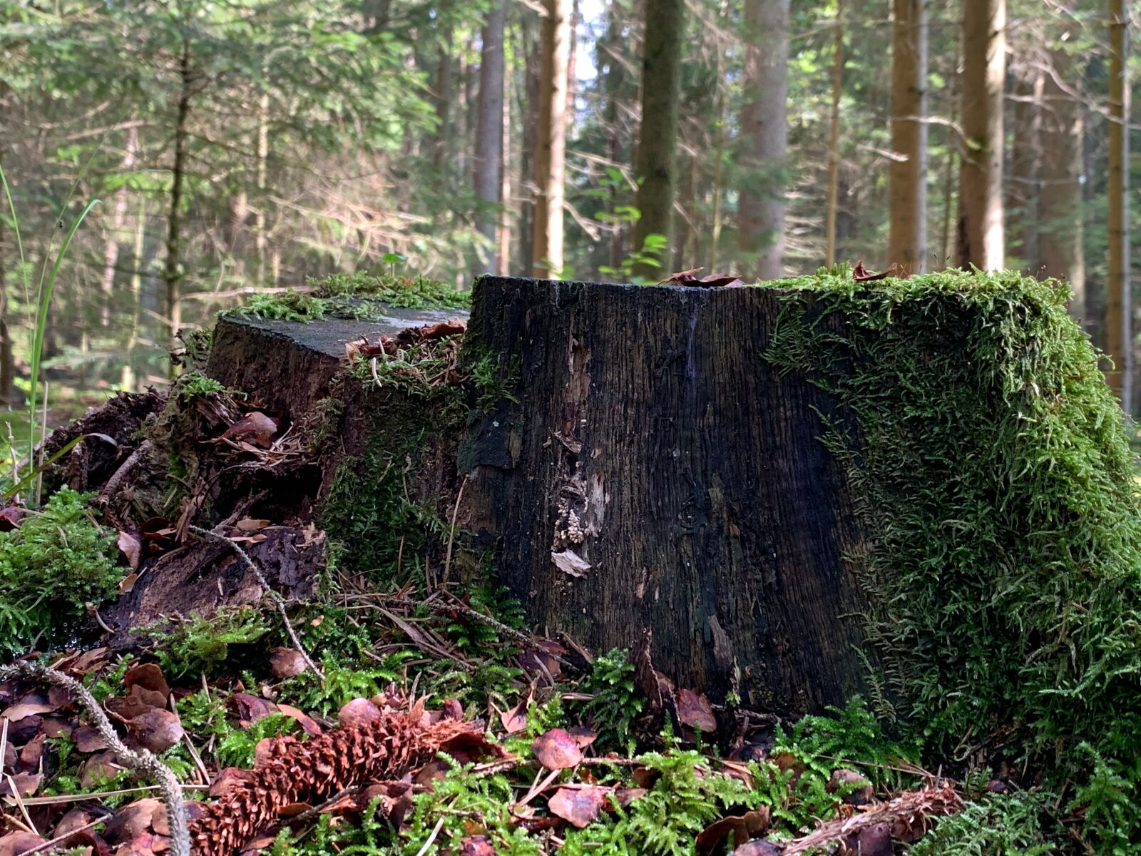 Apple iPhone XS sample photo. Tree stump, forest landscape photography