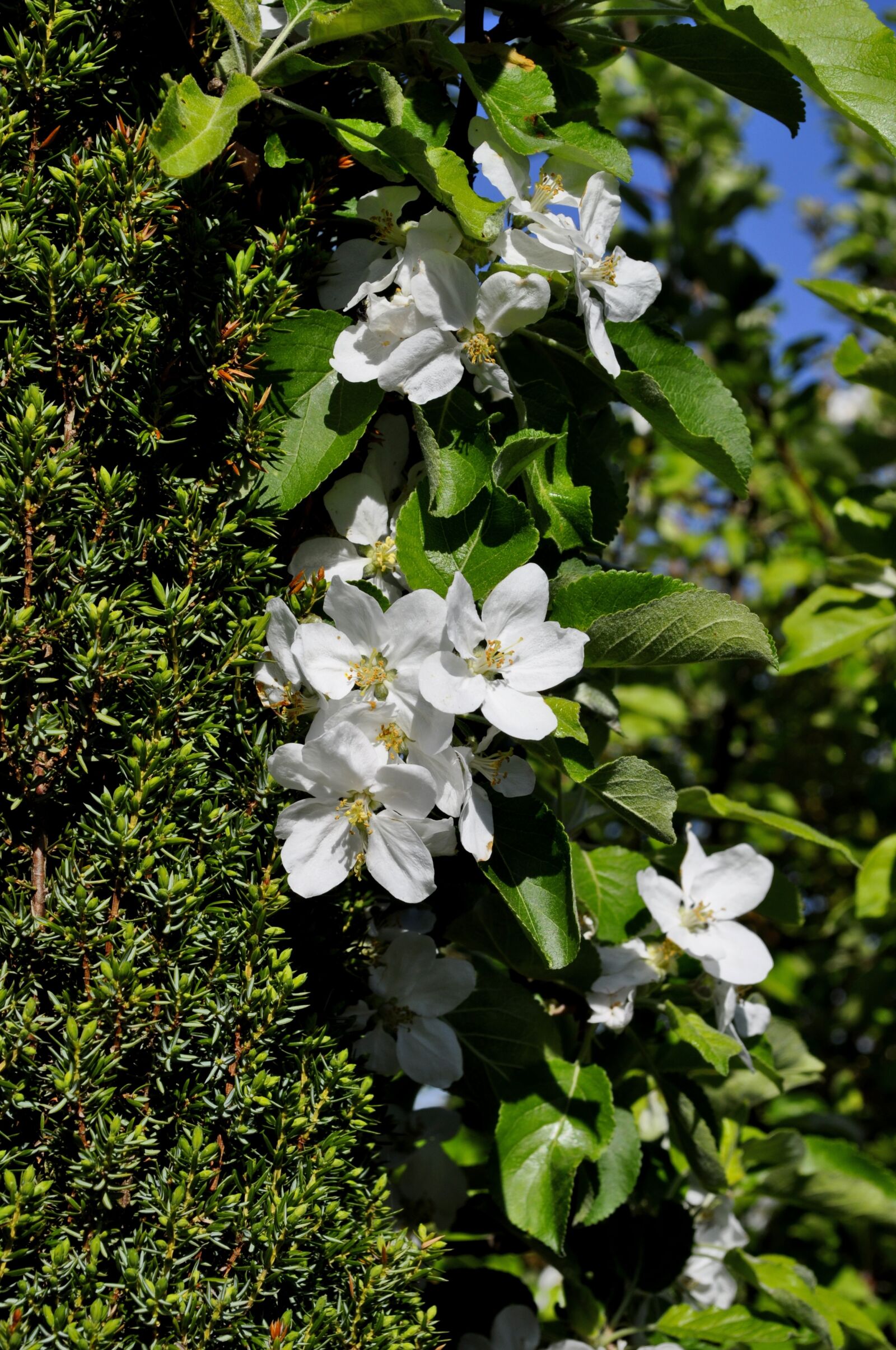 Nikon D5000 sample photo. Flower, apple, spring photography