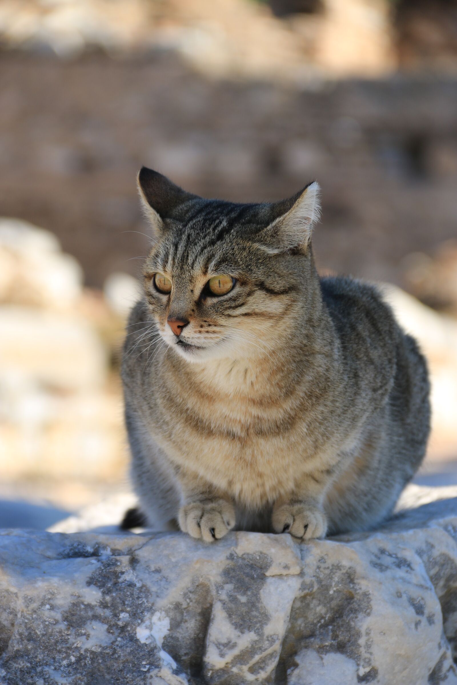 Canon EF-S 18-135mm F3.5-5.6 IS sample photo. Cat, animal, animal portrait photography