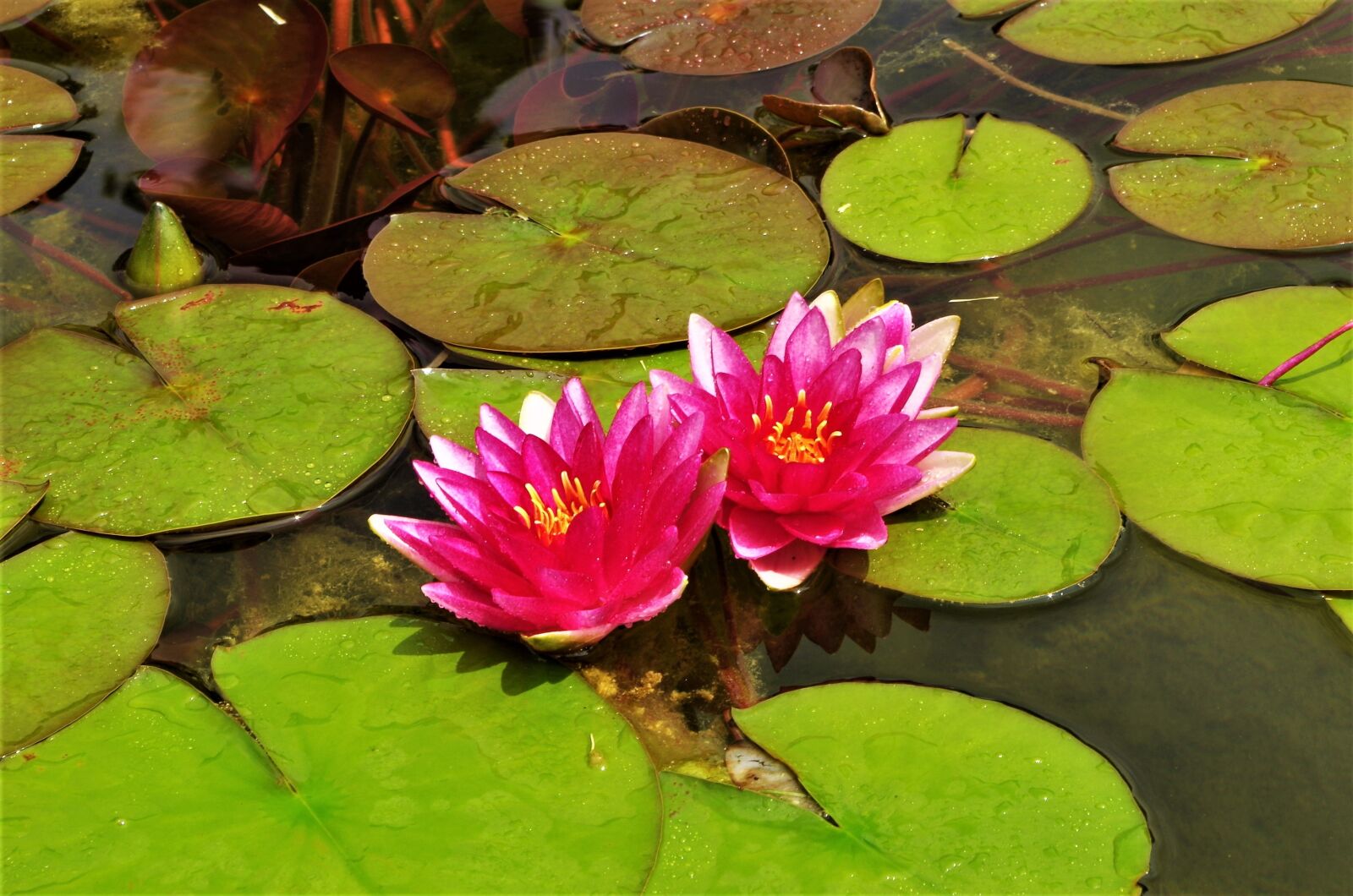 Pentax K-50 sample photo. Flowers, waterlilies, water flowers photography